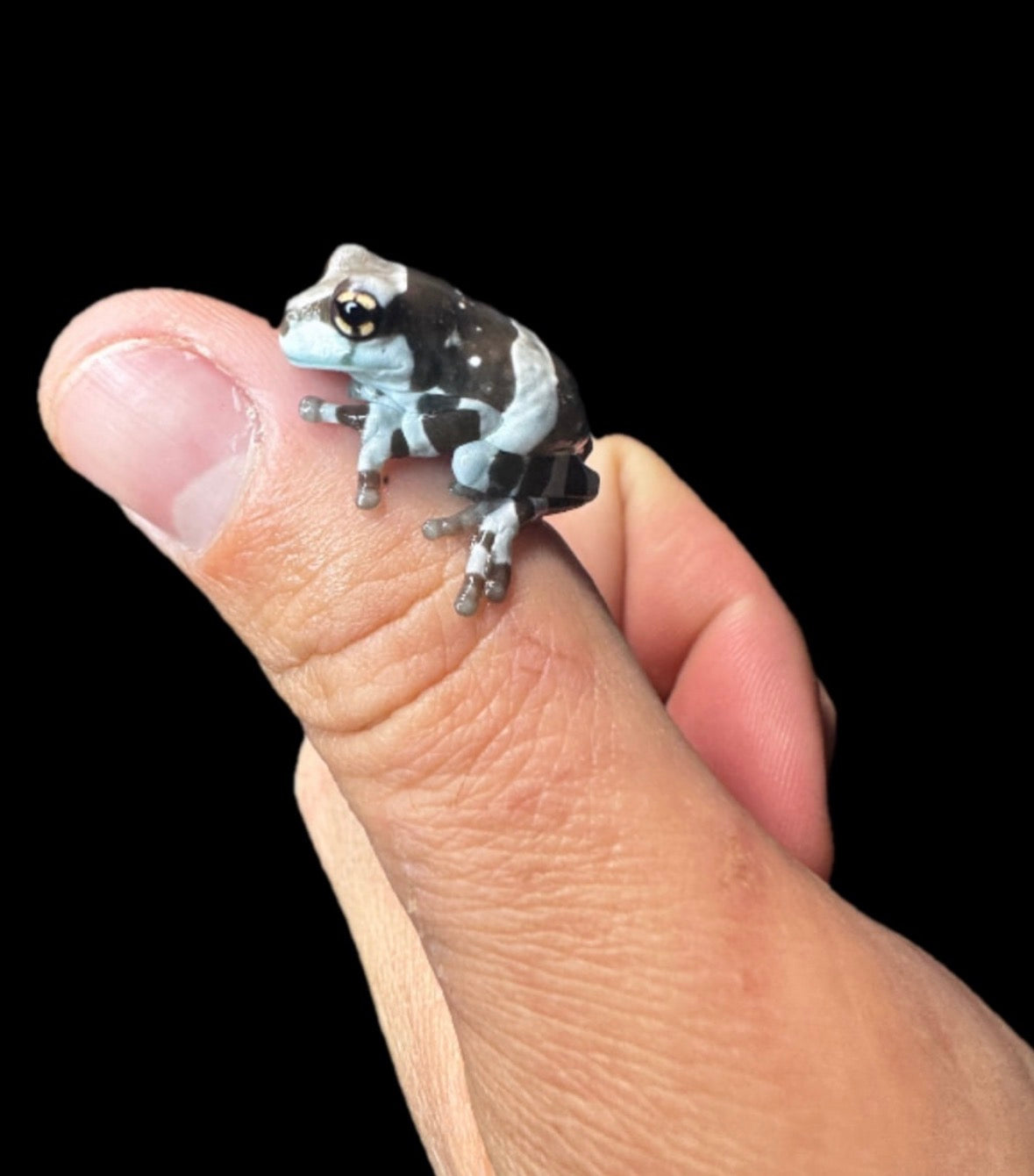 USA CB Baby Milk Frogs!