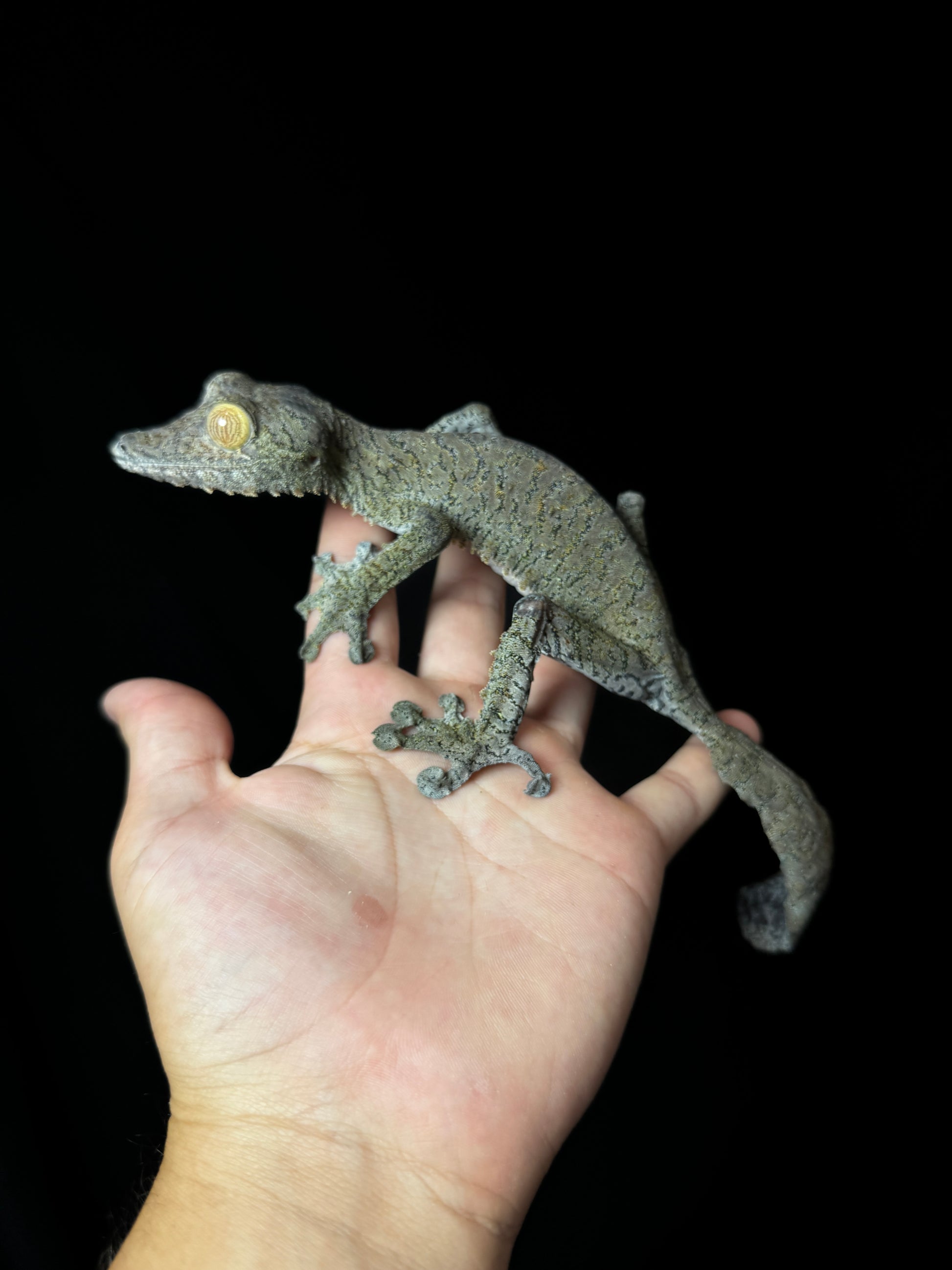 GIANT Female Fimbriatus #1