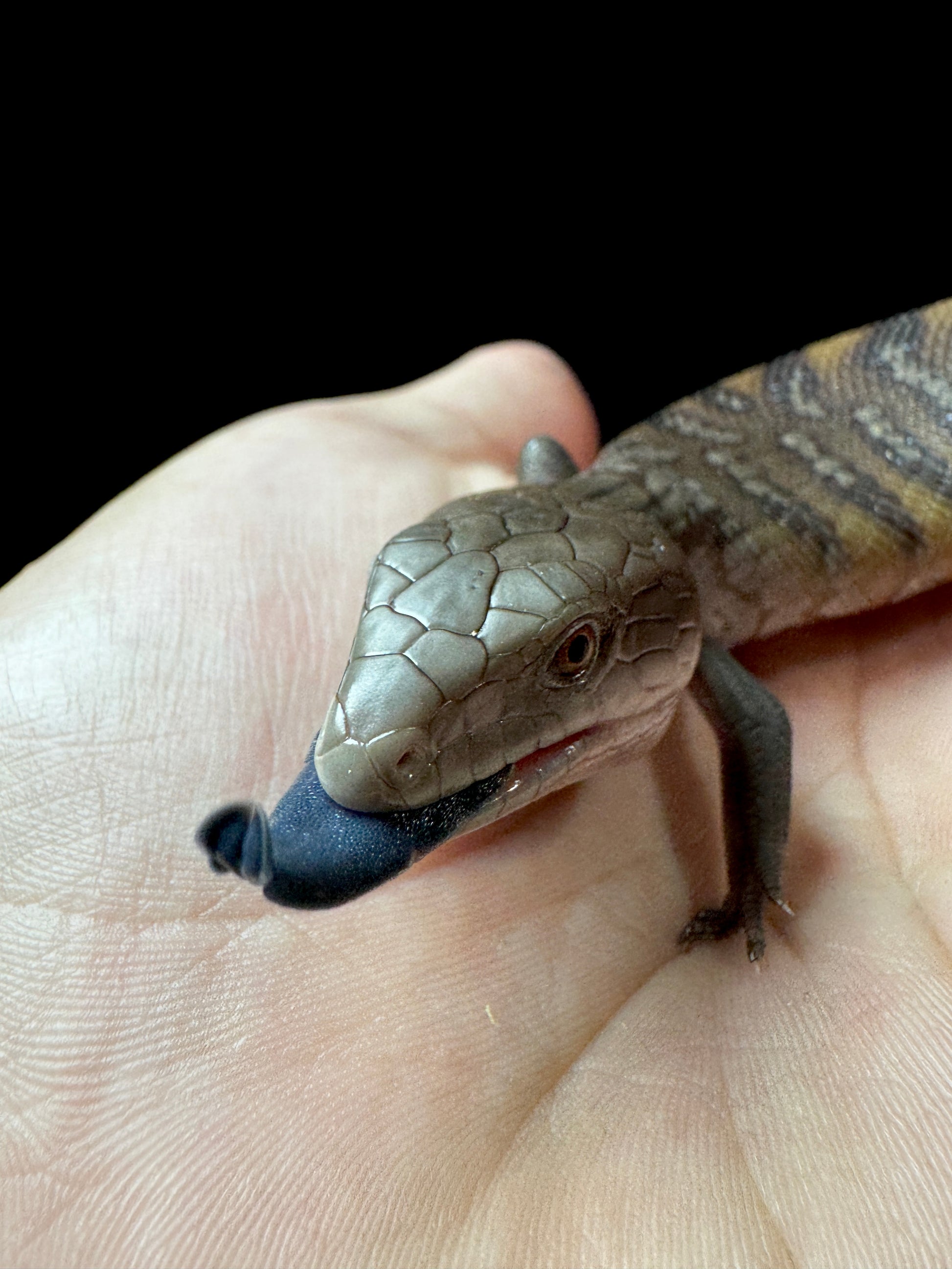 #3 USACB Northern Blue Tongue Skink