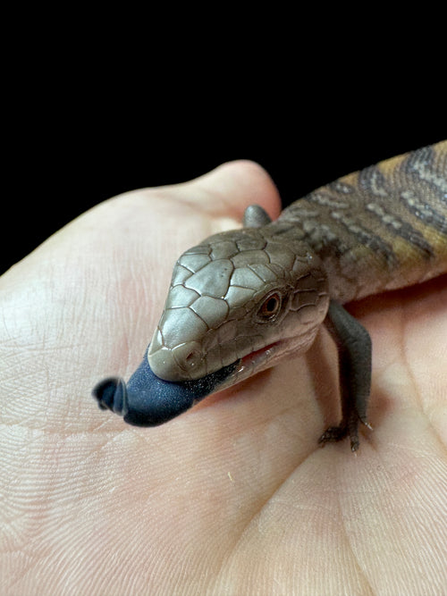 #3 USACB Northern Blue Tongue Skink