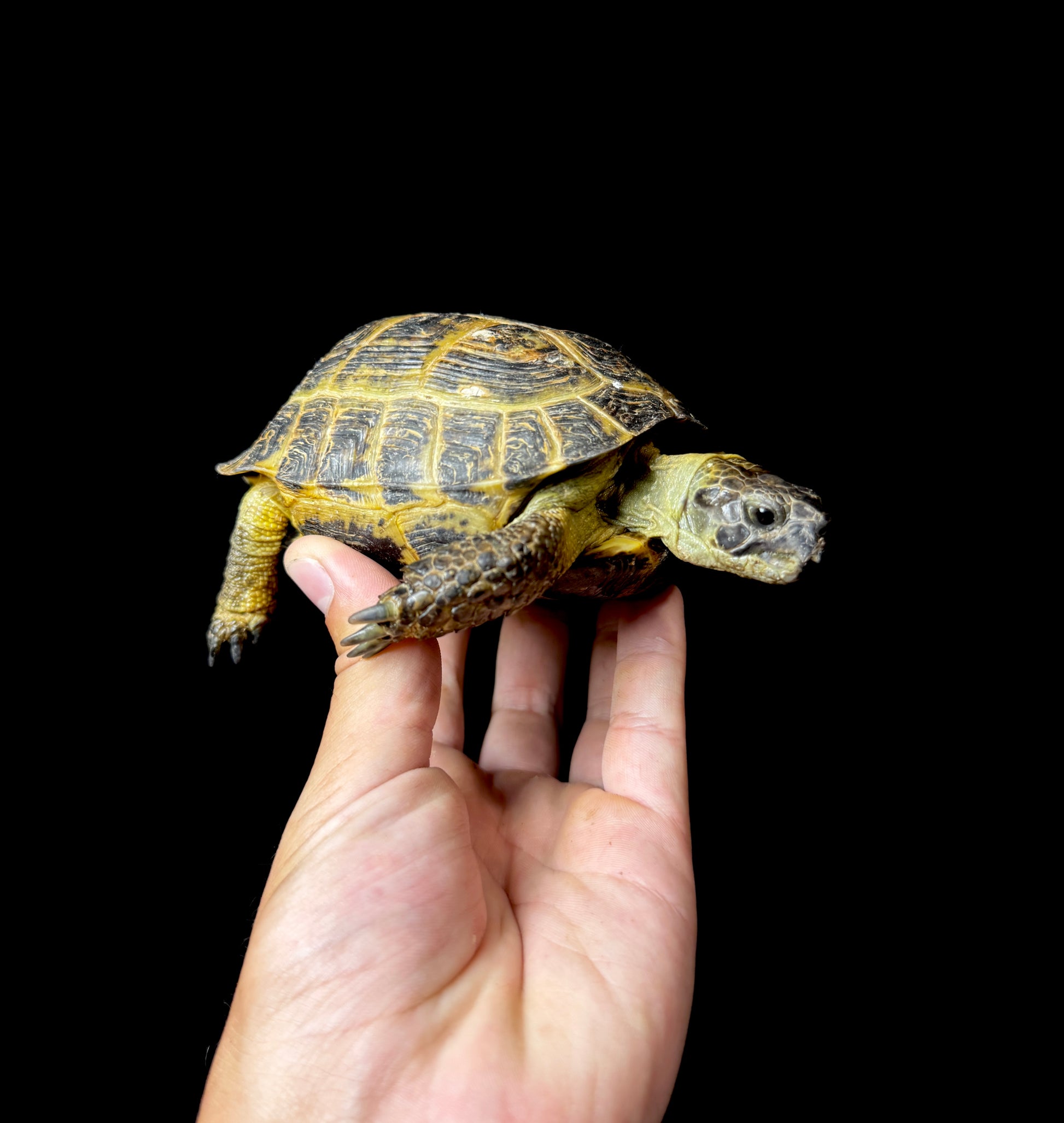 Exact Russian Tortoise Male #3
