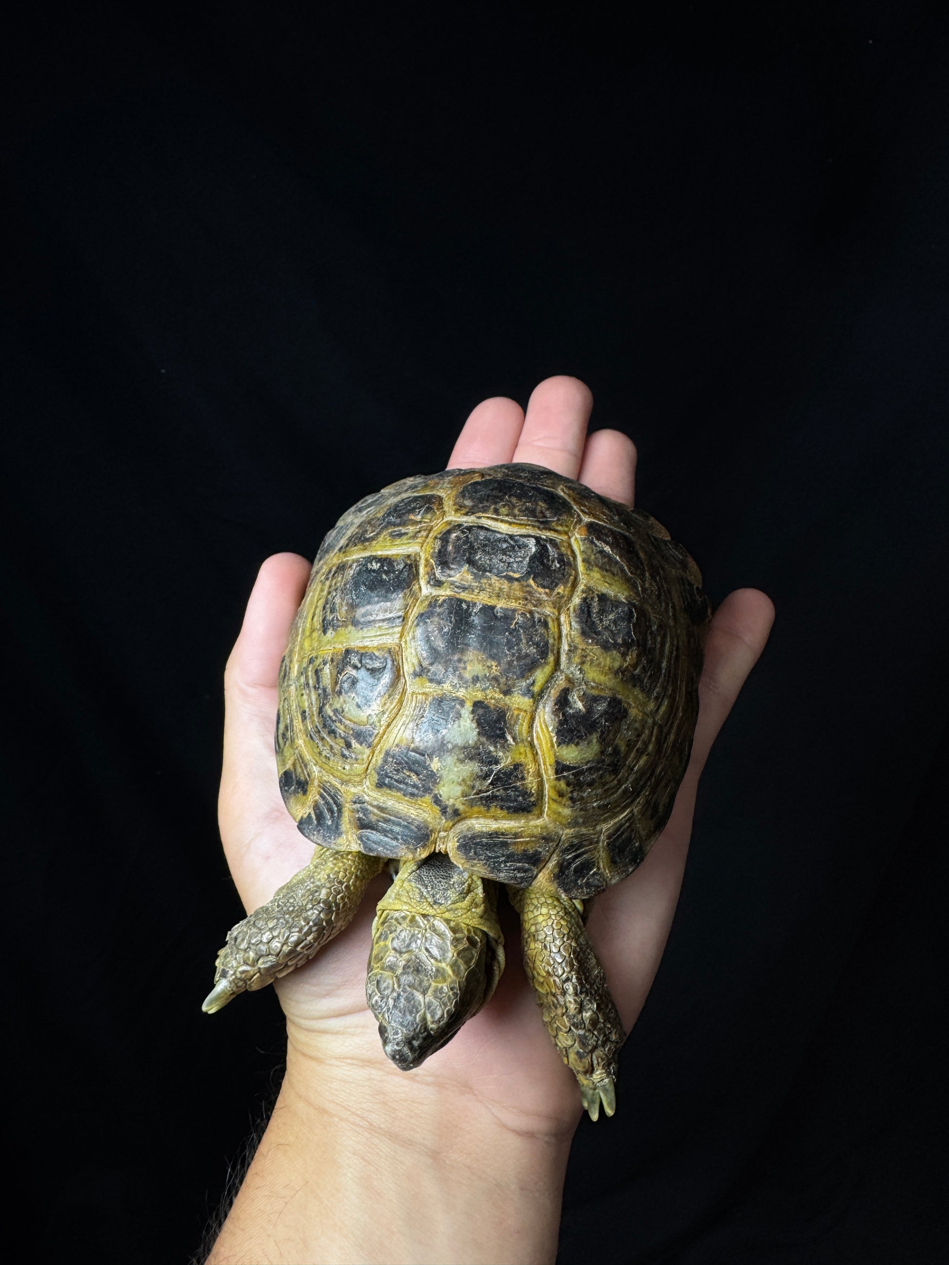 Exact Russian Tortoise Male #1