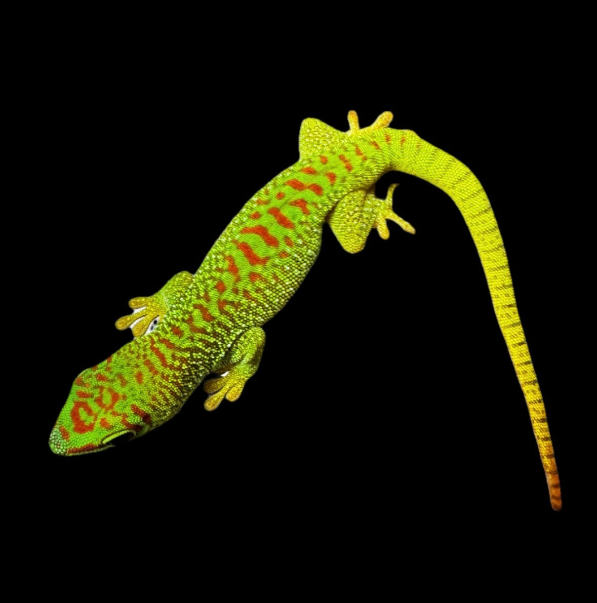 High Red Day Gecko
