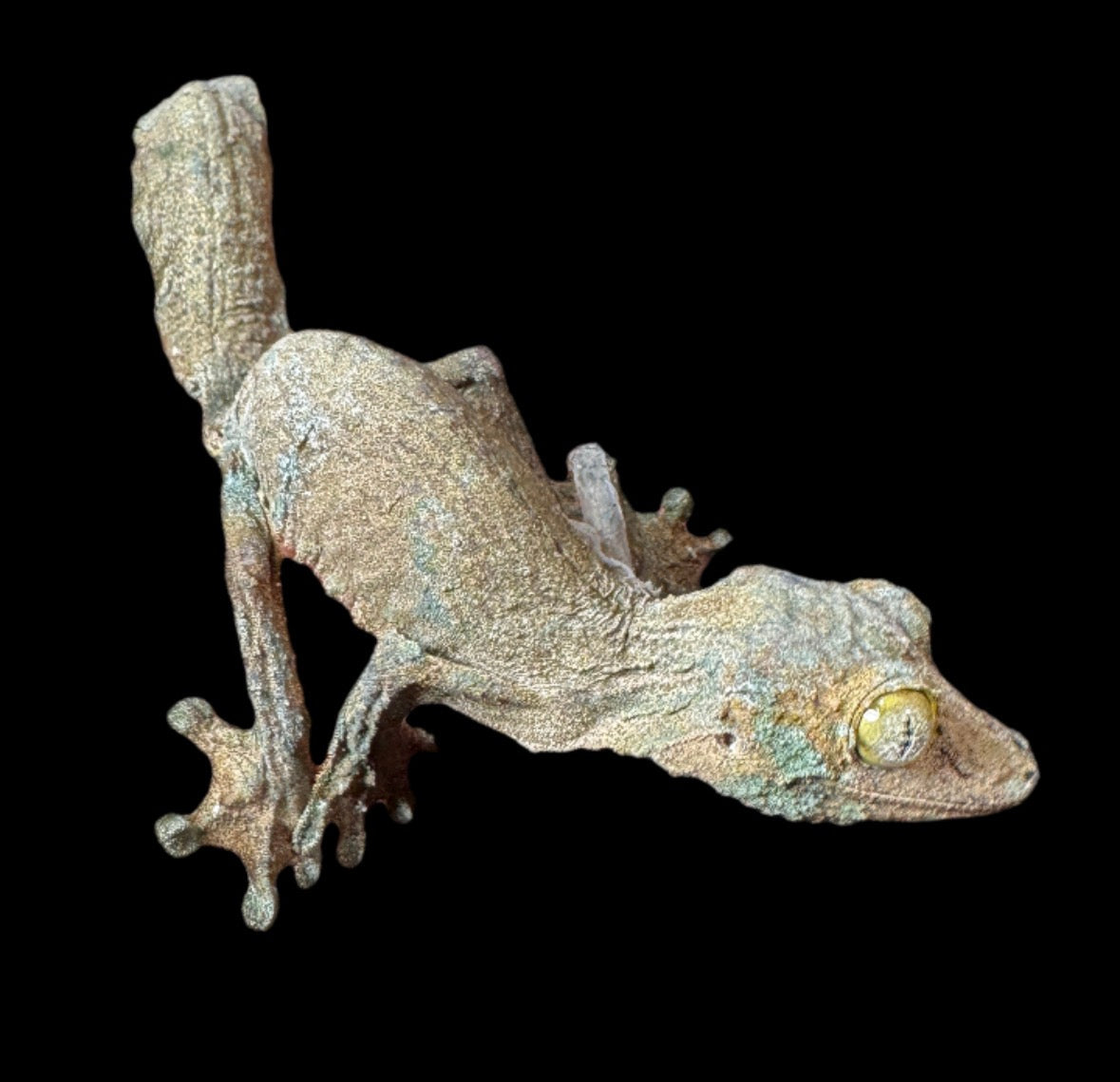 Sikorae Leaf Tail Gecko #6