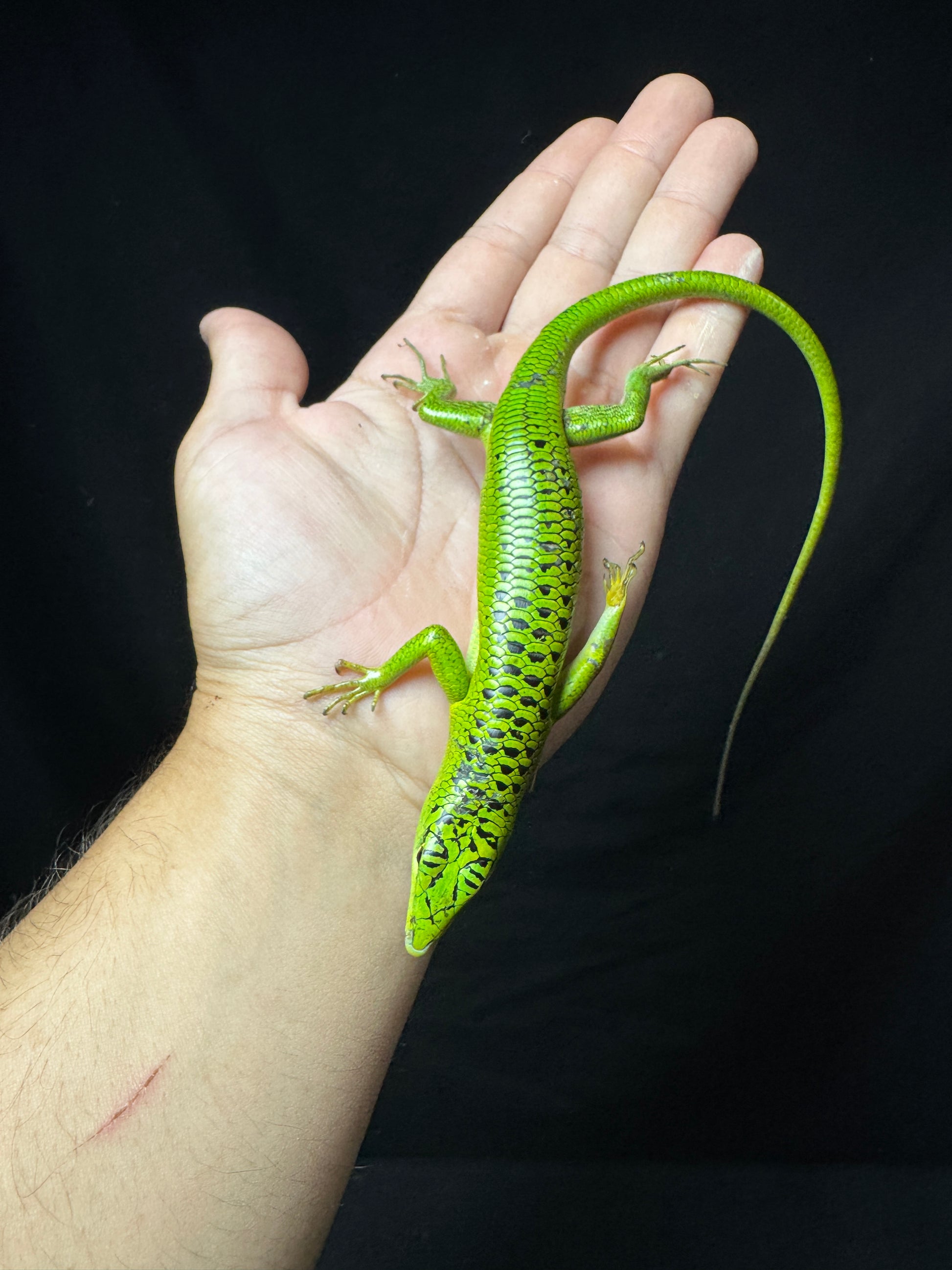 #11 XXL Male Baby Black Spotted Emerald Tree Skink