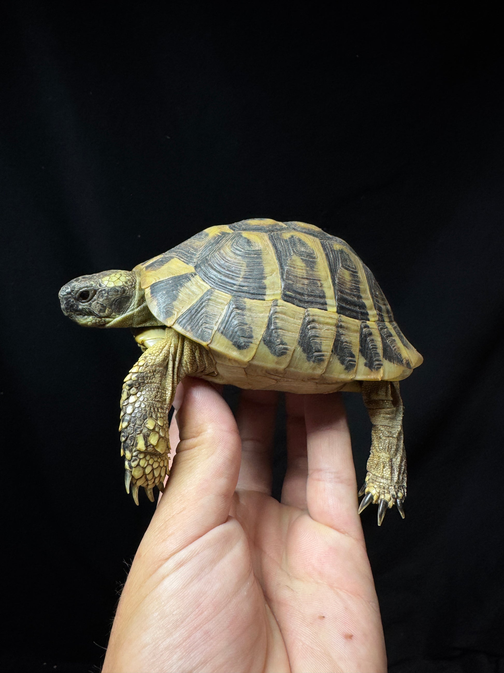 #12 Male USACB Hermann’s Tortoise