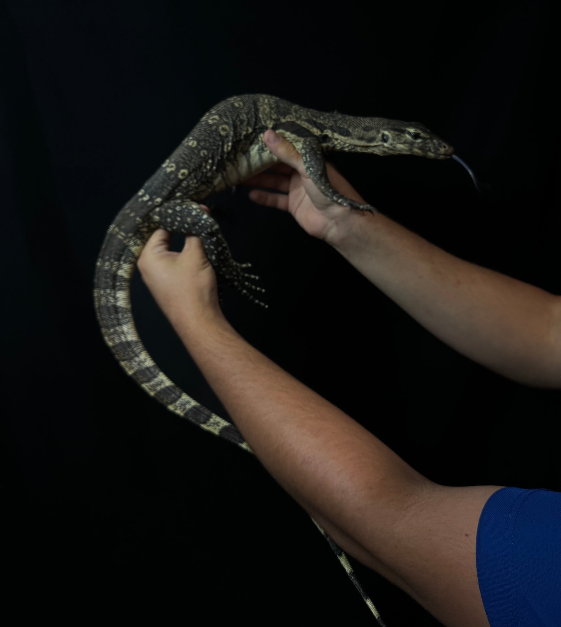 Asian Water Monitor!