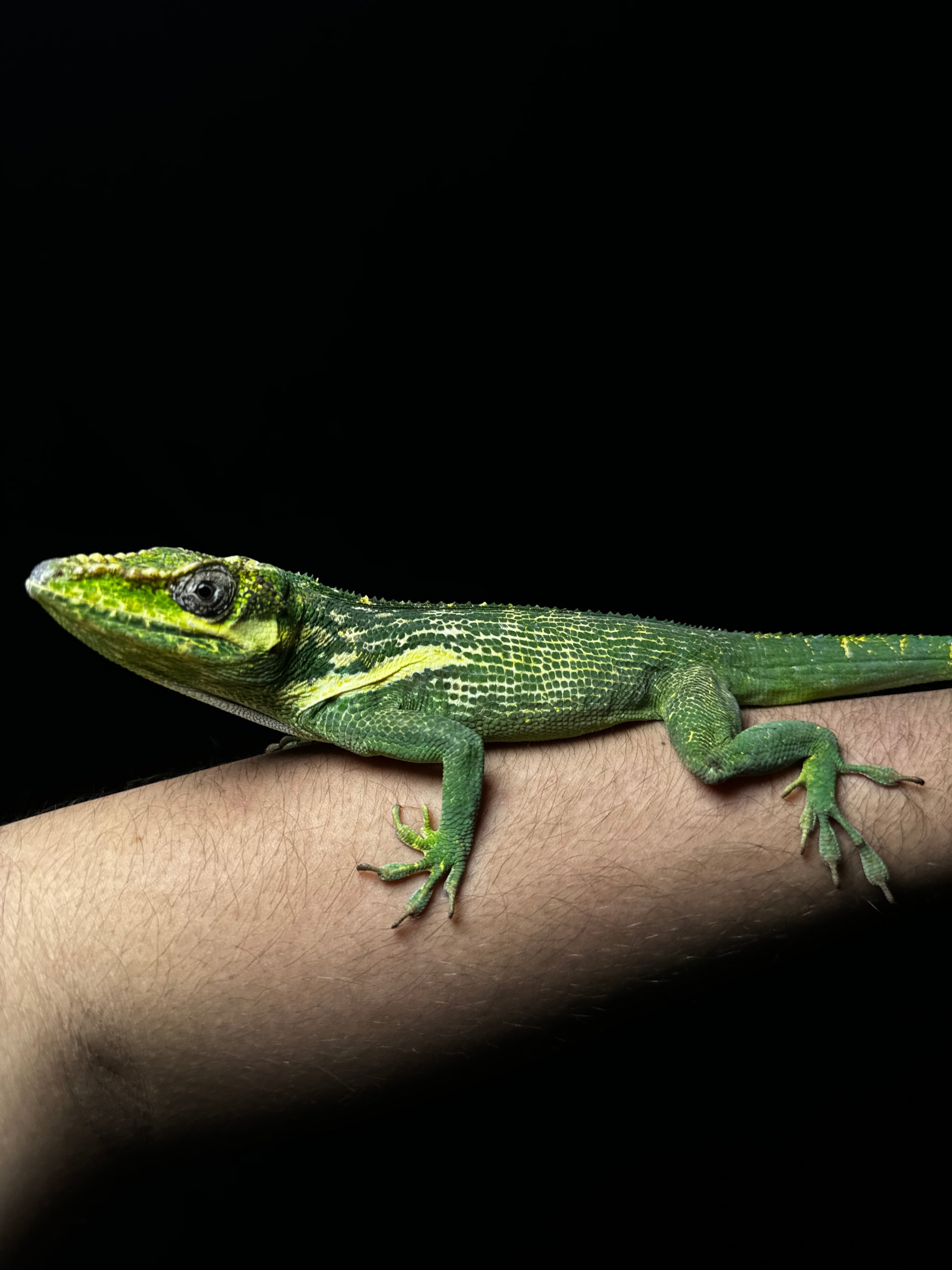 Adult Knight Anole