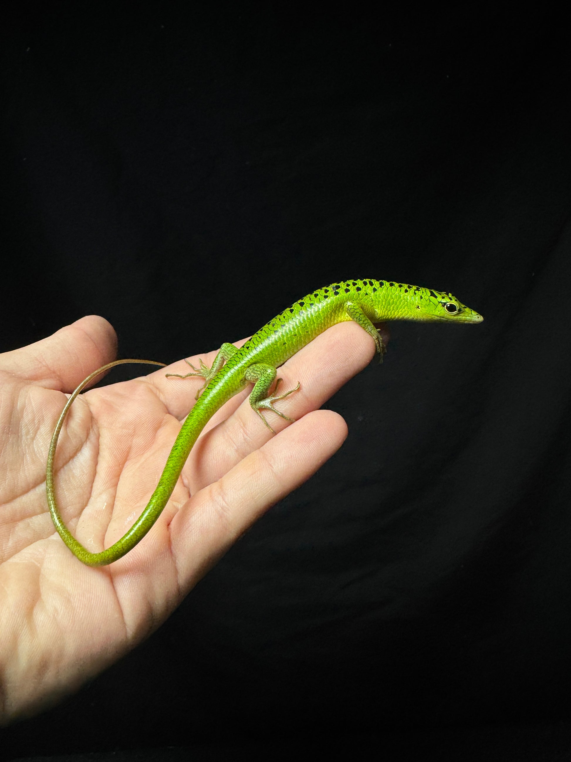 #10 Male Baby Black Spotted Emerald Tree Skink