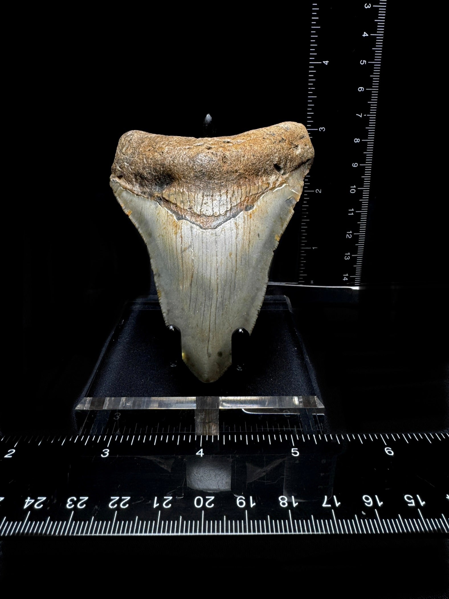#17 3.9” Meg Tooth