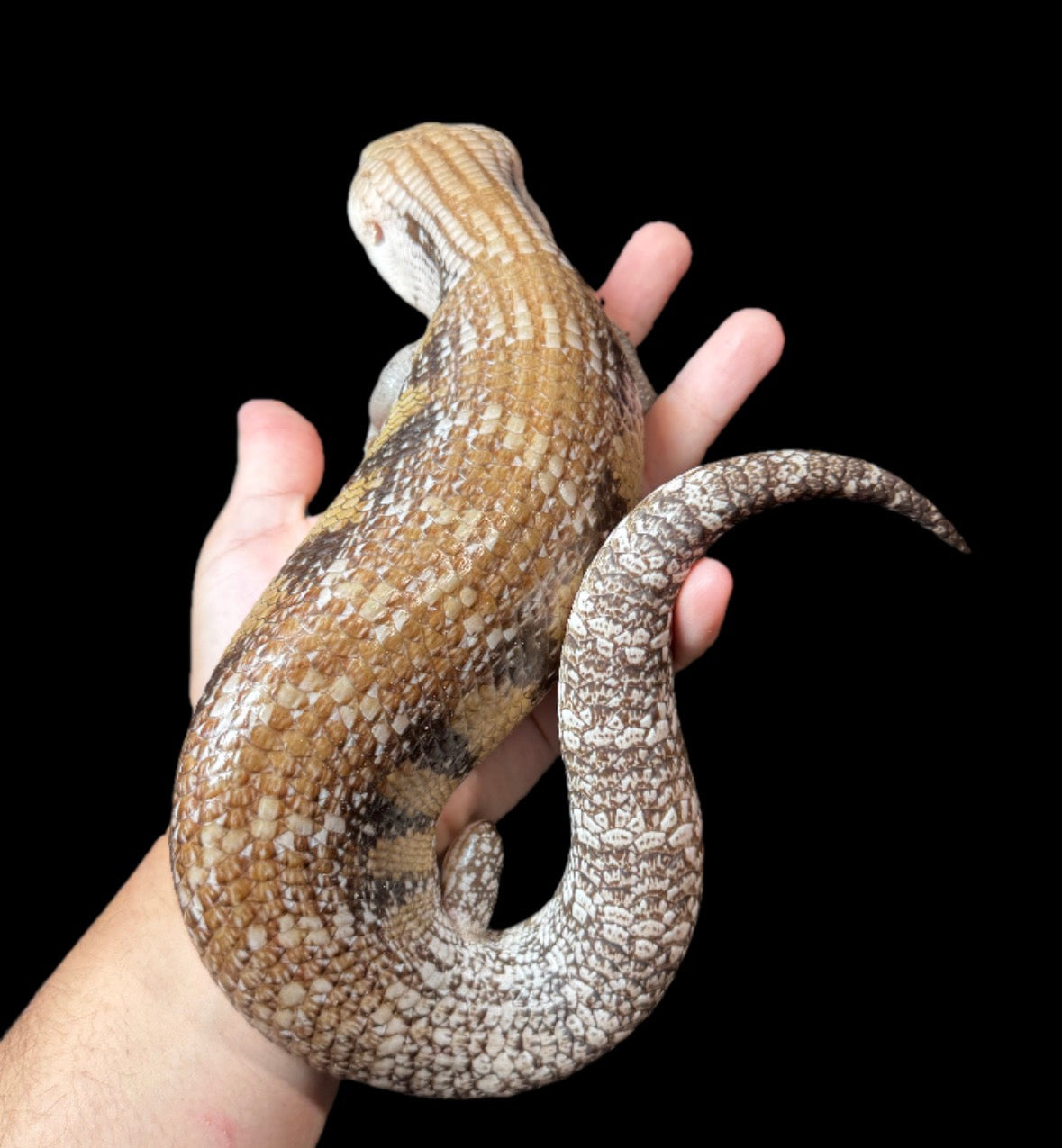USA CB Adult Northern Blue Tongue Skink #4