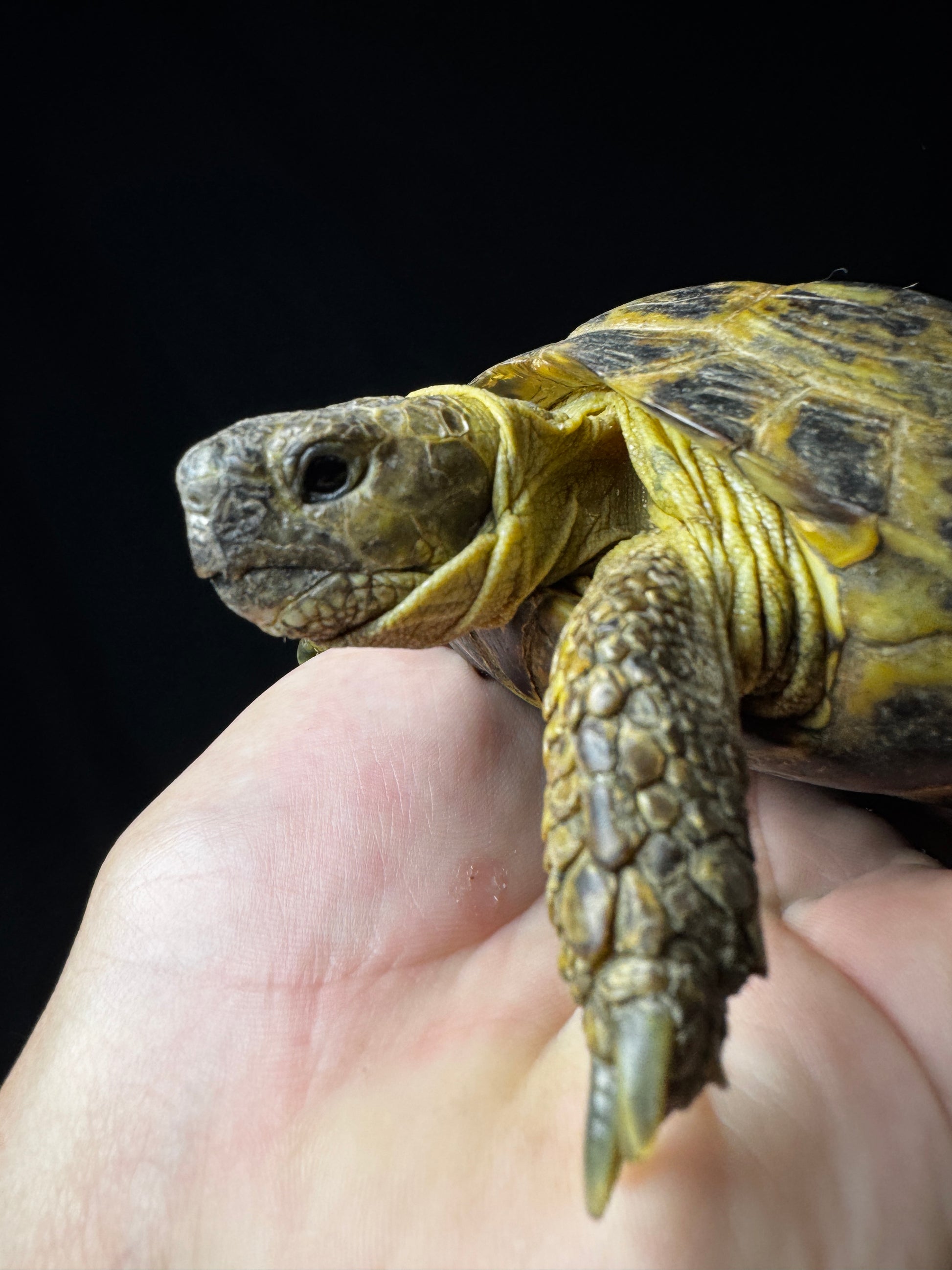 Exact Russian Tortoise Male #1
