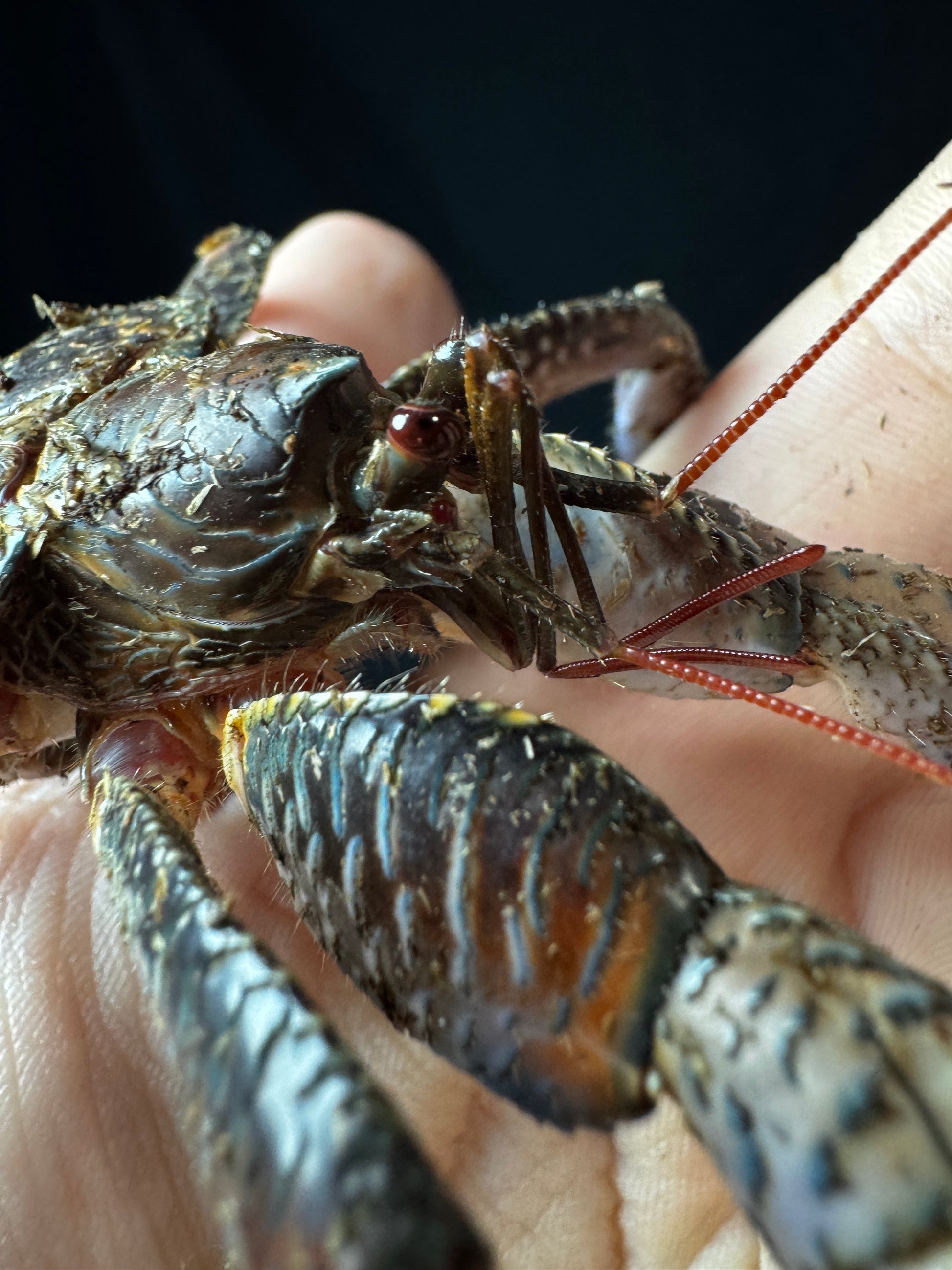 Coconut Crab!