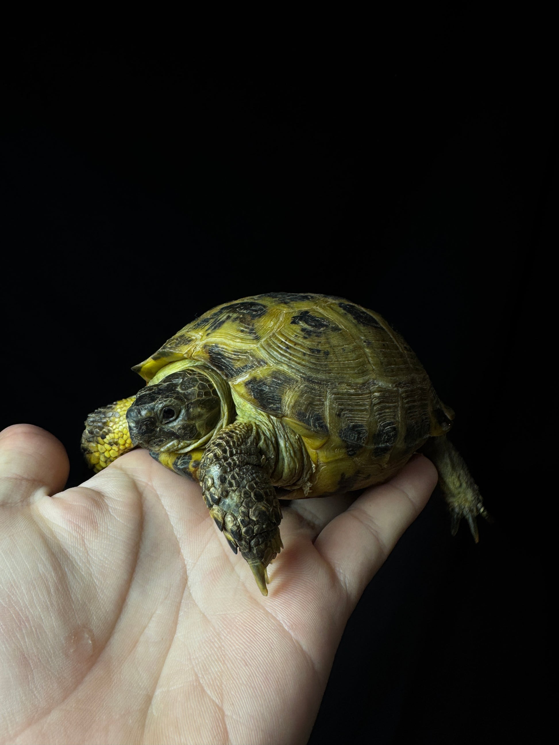 Exact Russian Tortoise Male #4