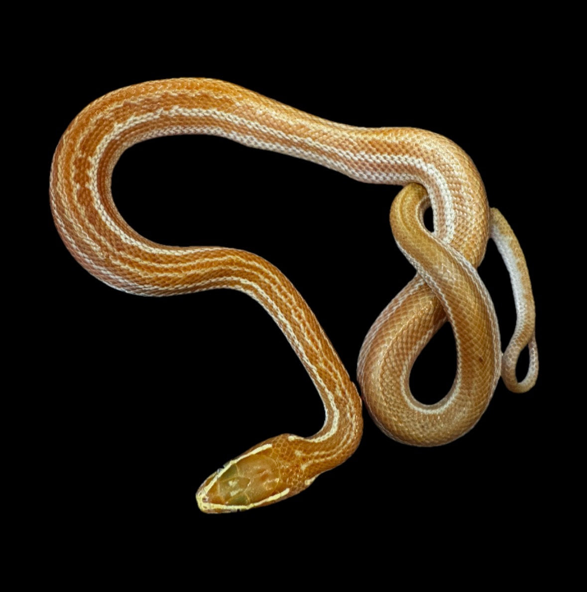 USACB Baby Albino House Snake