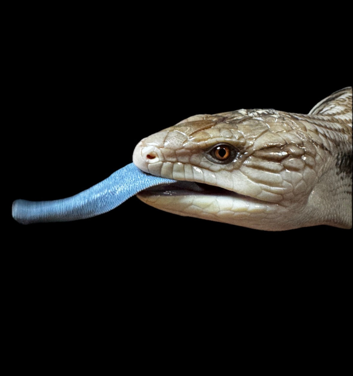 USA CB Adult Northern Blue Tongue Skink #2