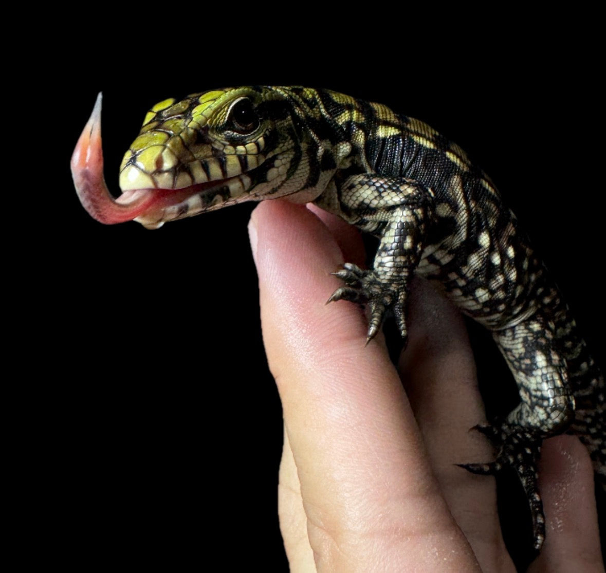 USACB B&W Tegu!
