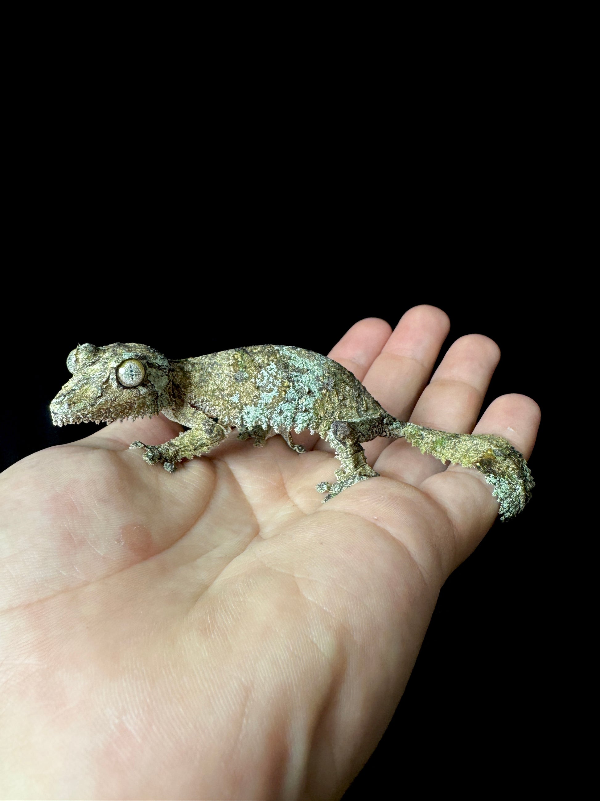Sikorae Leaf Tail Female #4