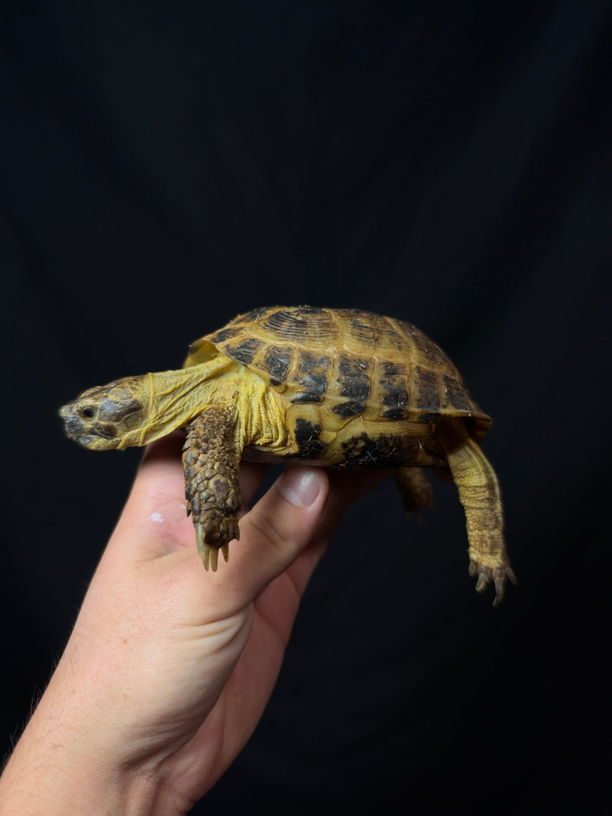 #6 Russian Tortoise Male