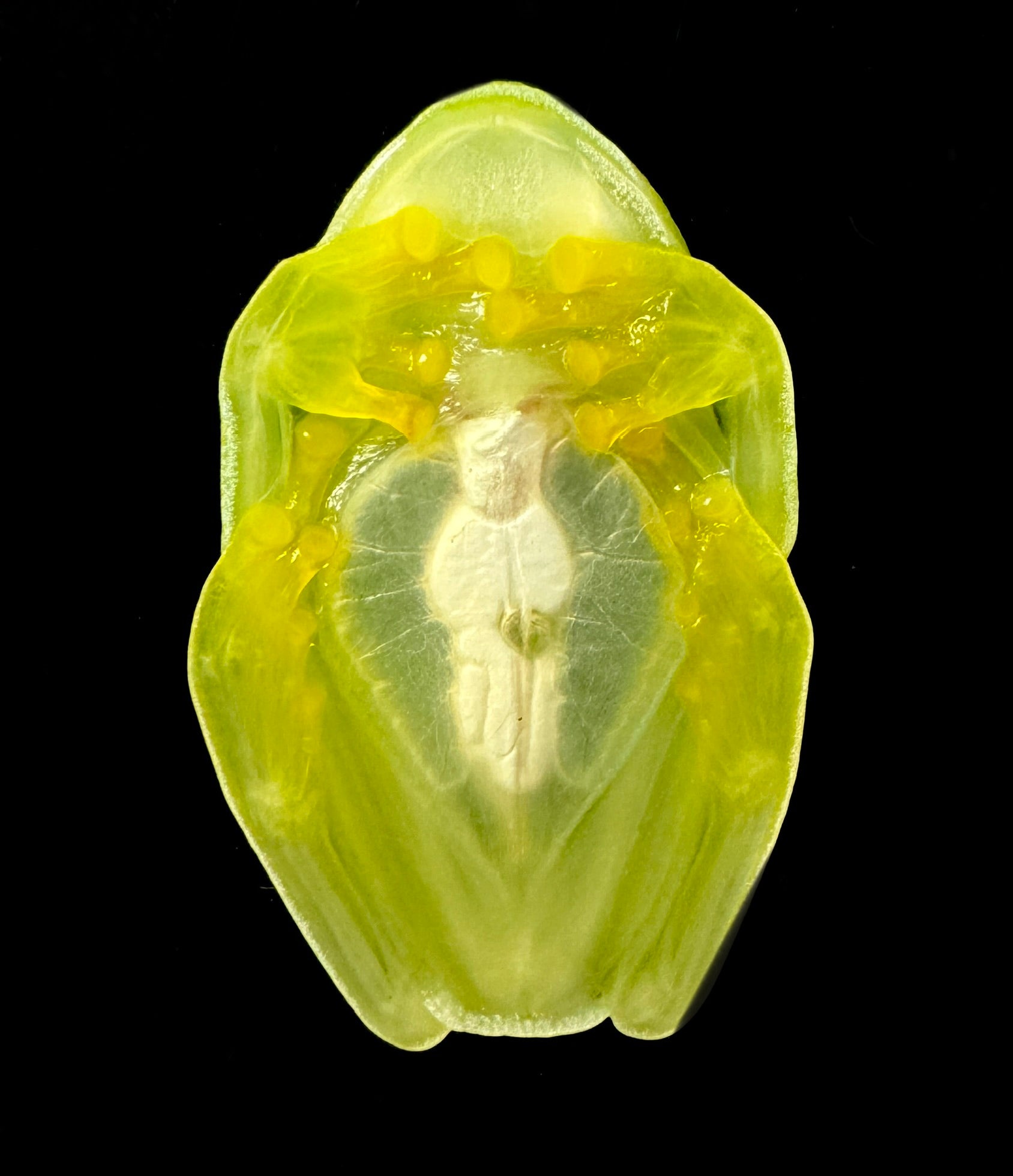 Fleischmann Glass Frog