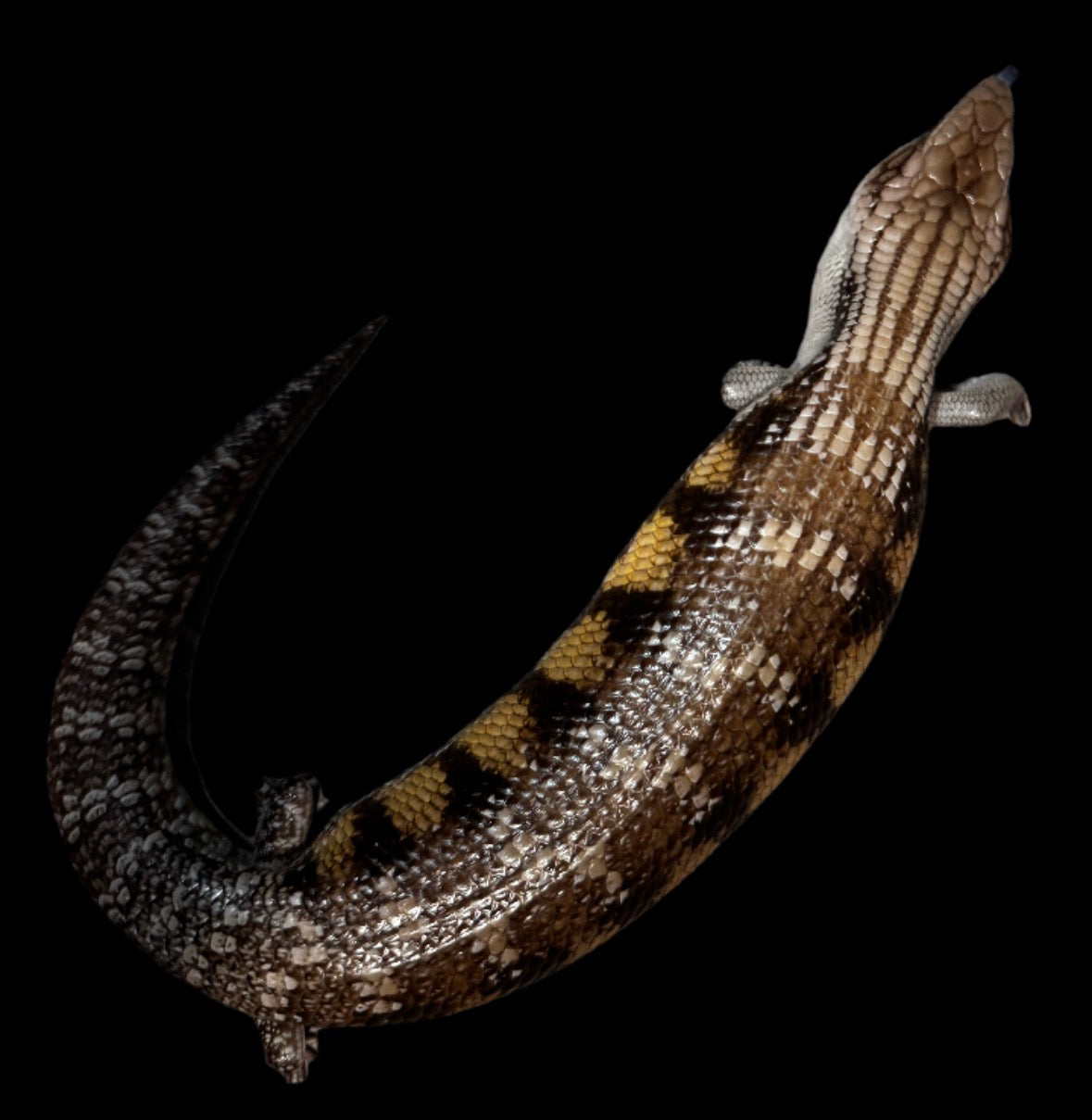 USA CB Adult Northern Blue Tongue #1