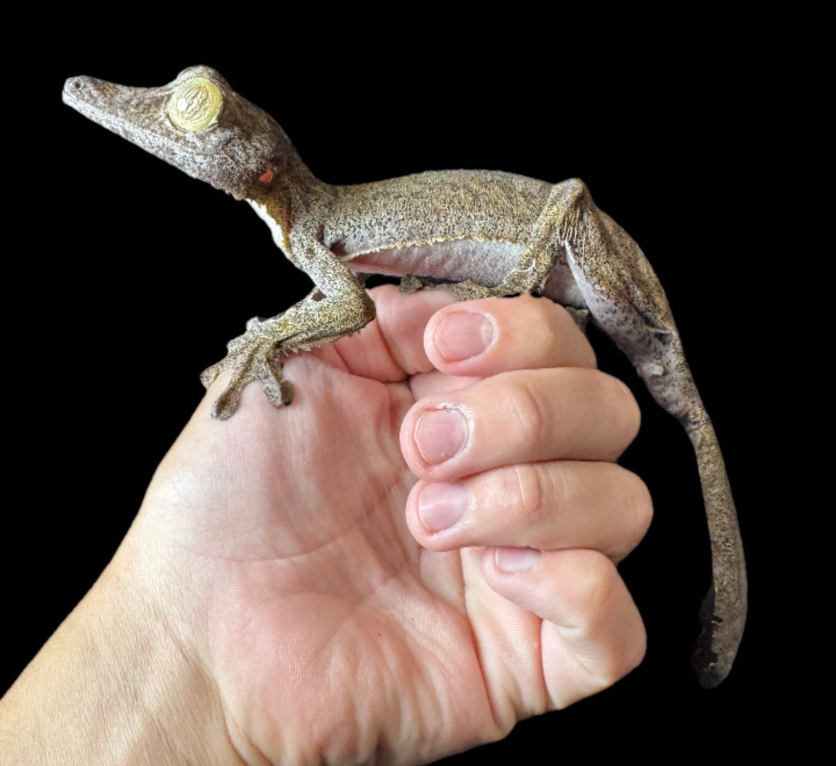 GIANT Fimbriatus Leaf Tail MALE #1