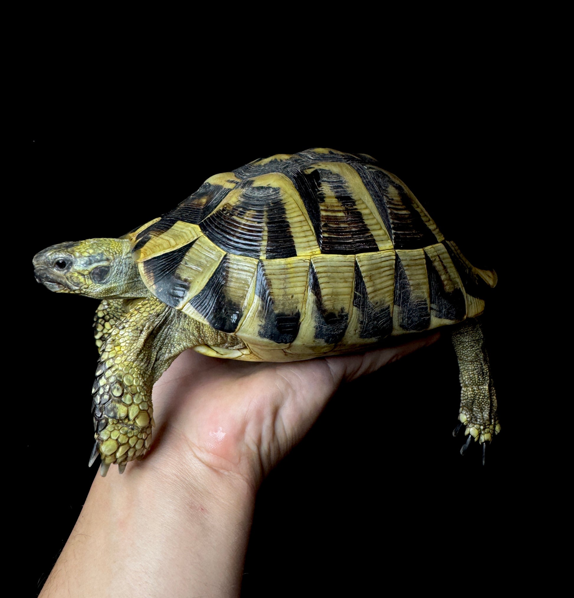 CB Breeder Herman’s Tortoise Female #2