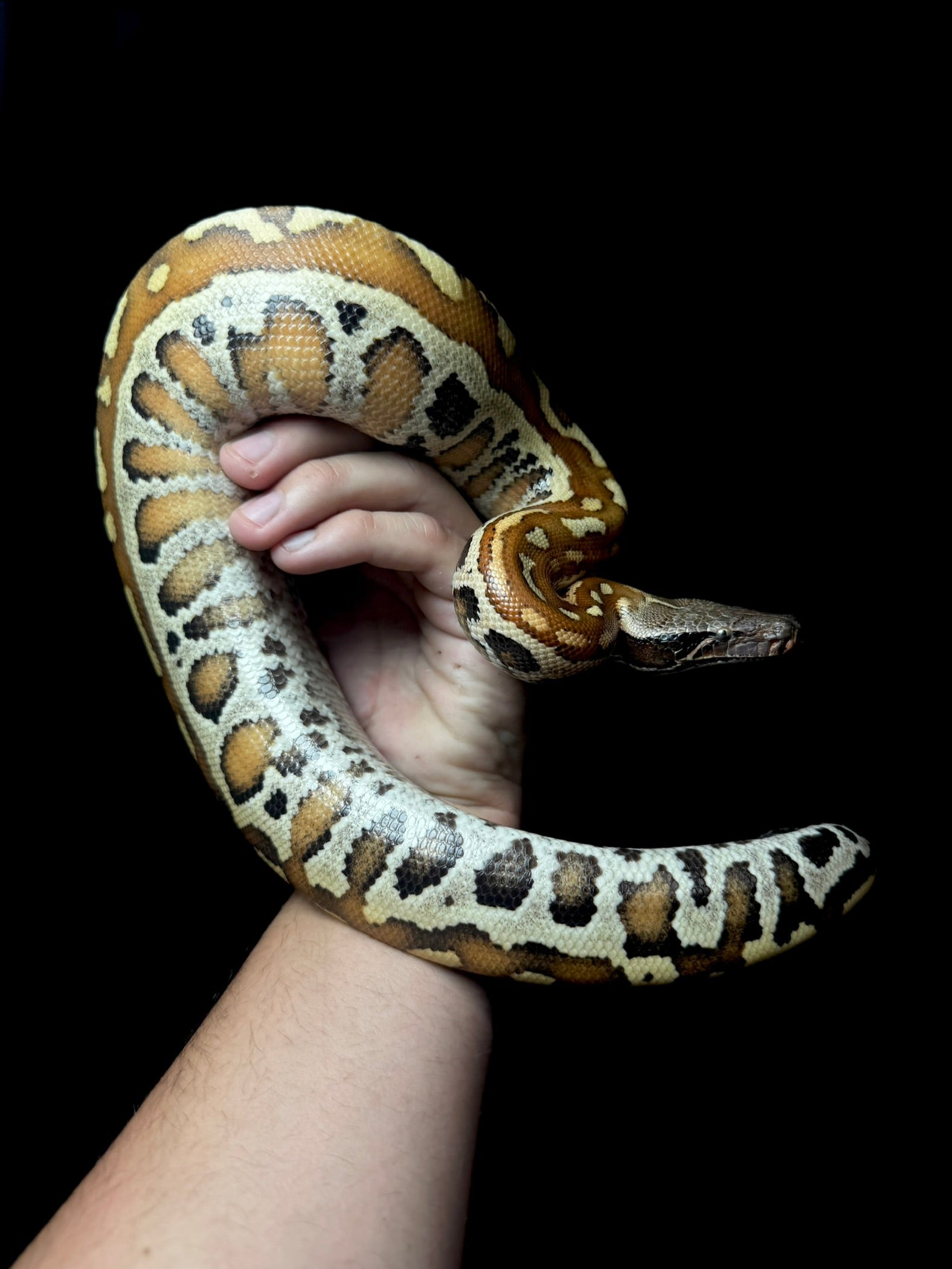 Male Blood Python