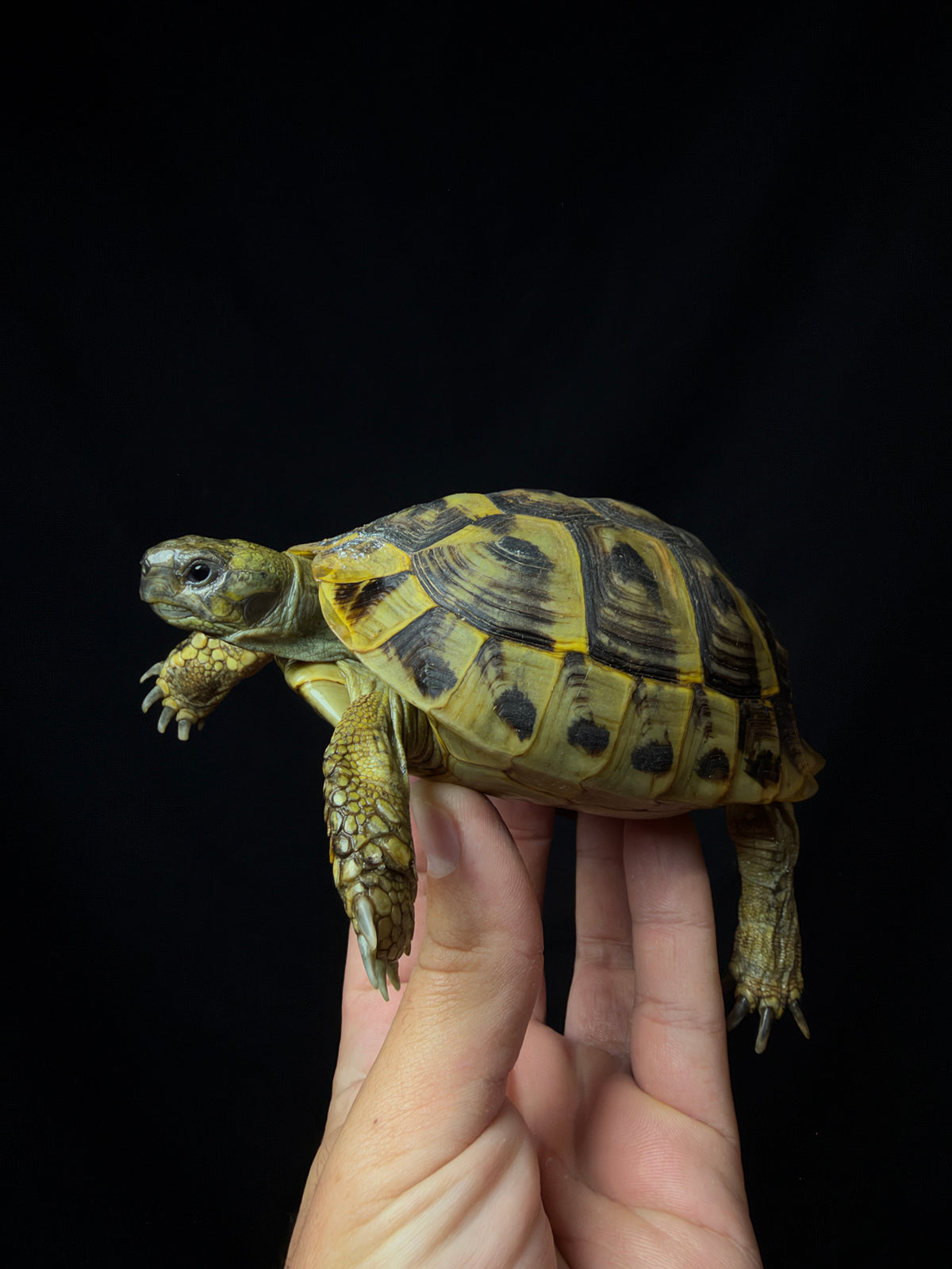 #8 Female Hermann’s Tortoise