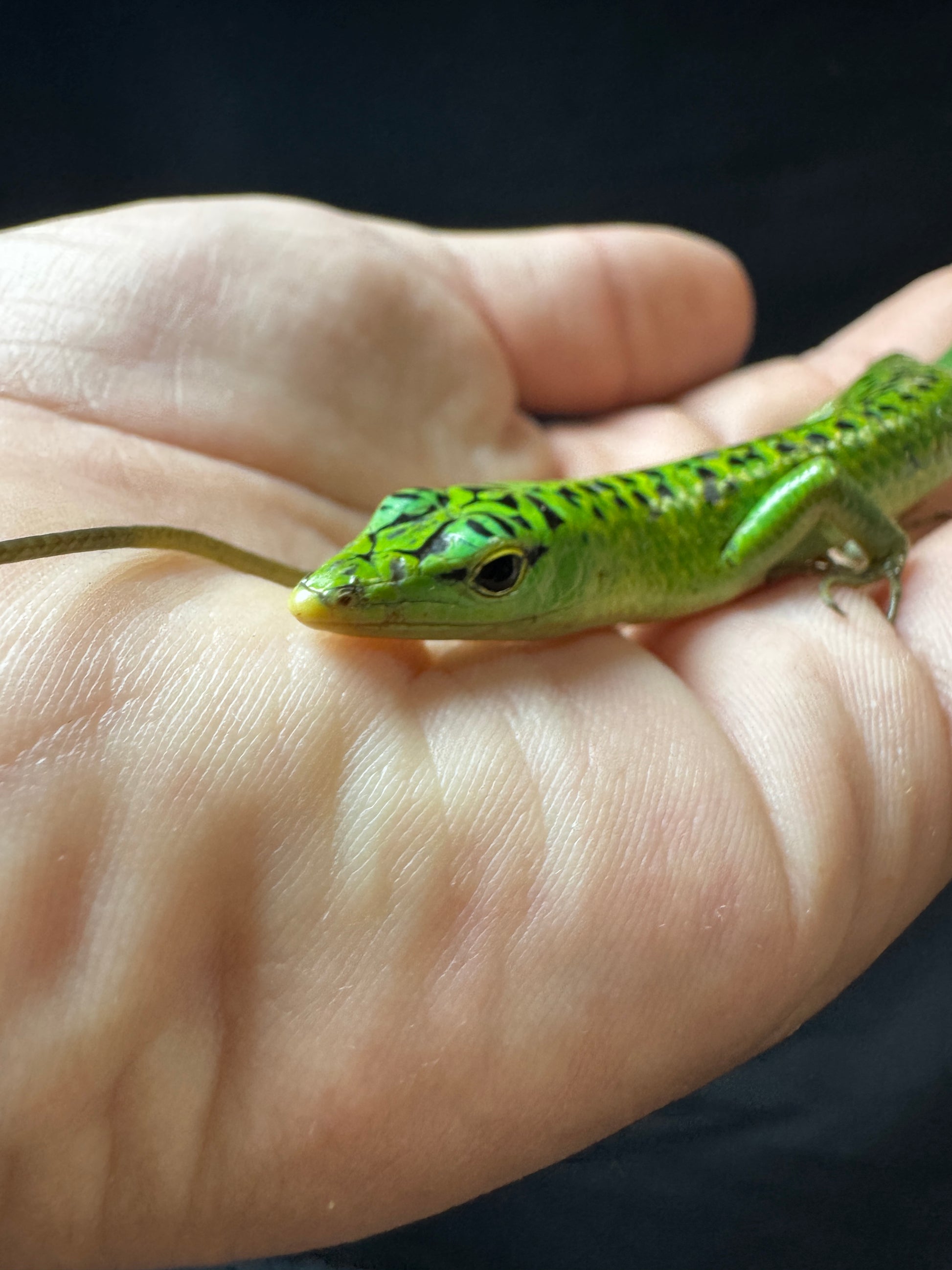 #9 Female Baby Black Spotted Emerald Tree Skink