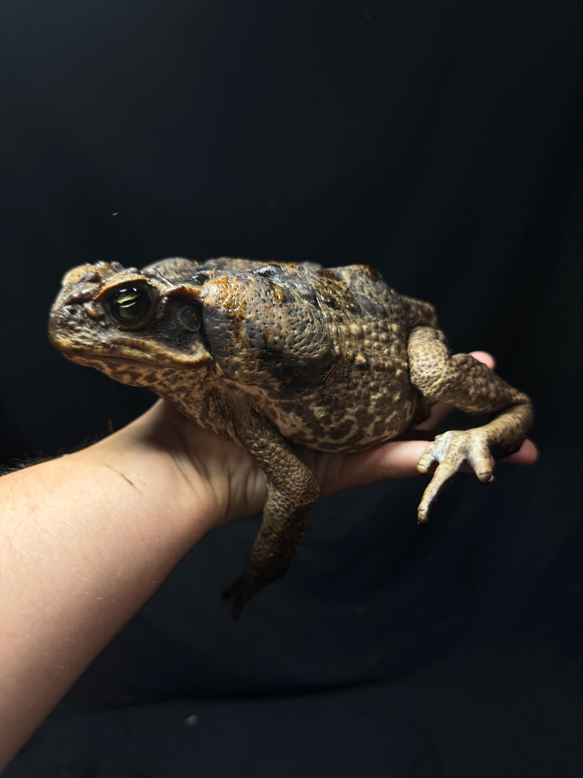 #3 XXL Marine Toad!