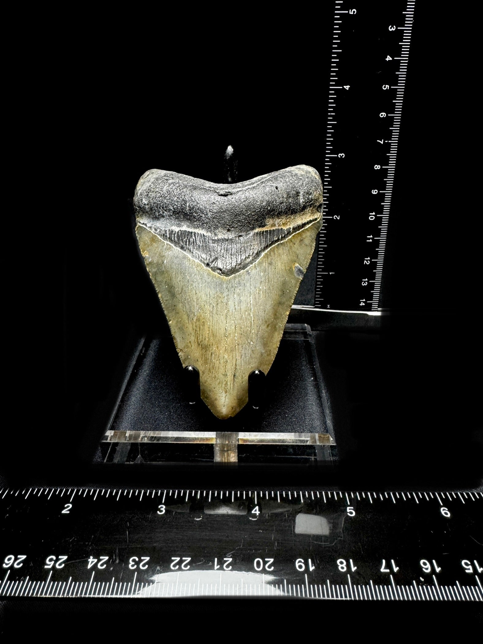 #13 3.75” Meg Tooth