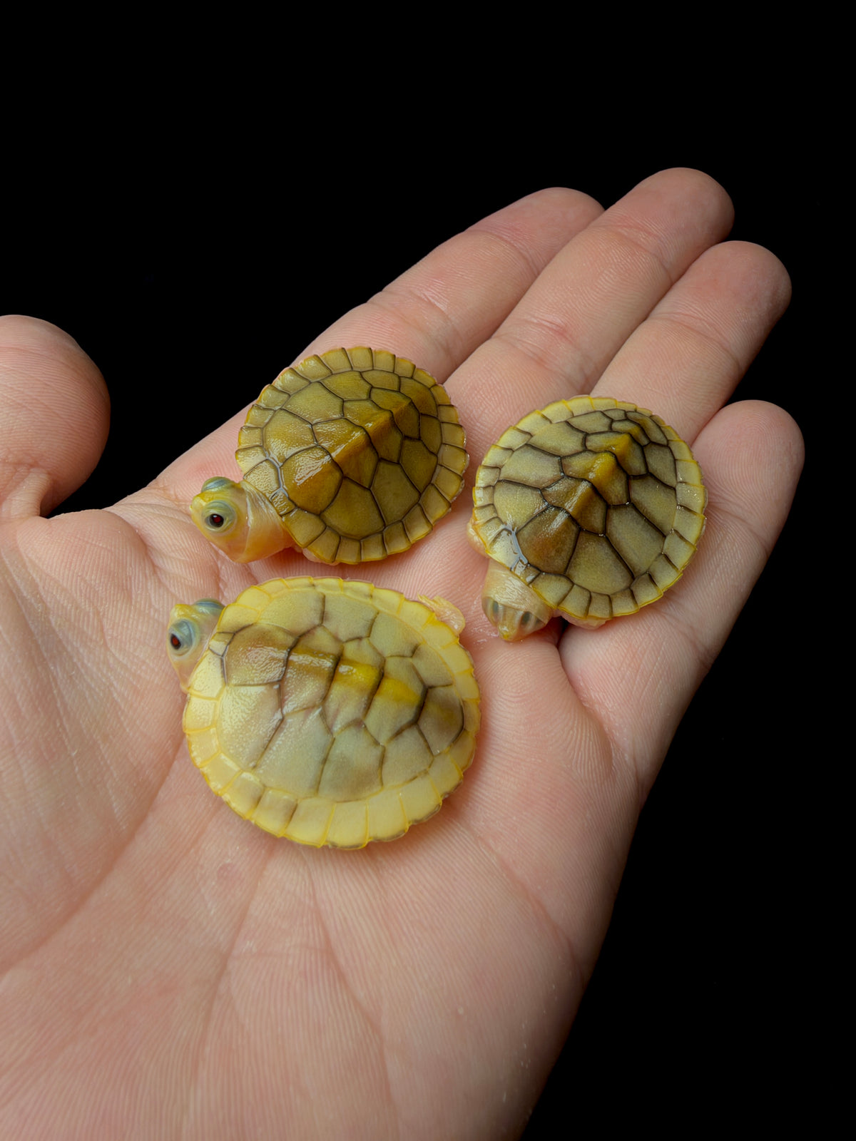 Pink Caramel Red Eared Slider