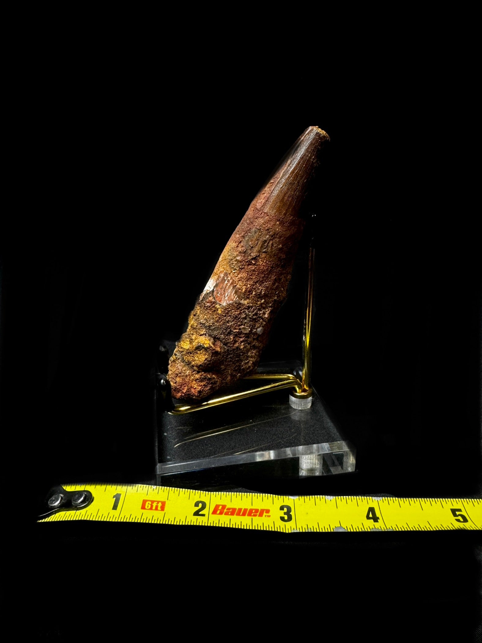4.25” Spinosaurus Tooth!