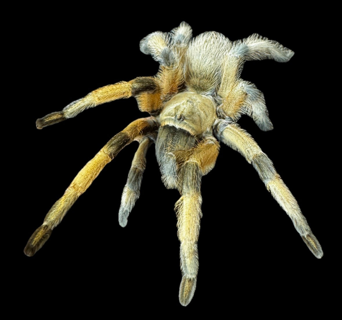 Rio Grande Gold Tarantula