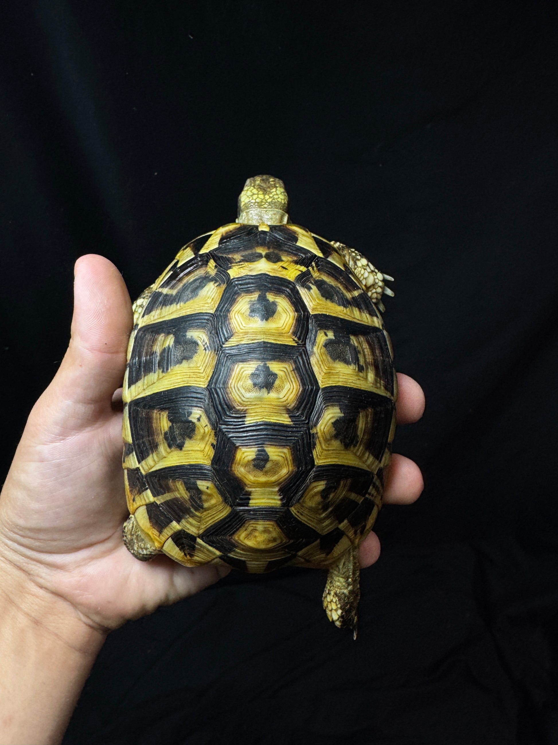 #19 Female USACB Hermann’s Tortoise
