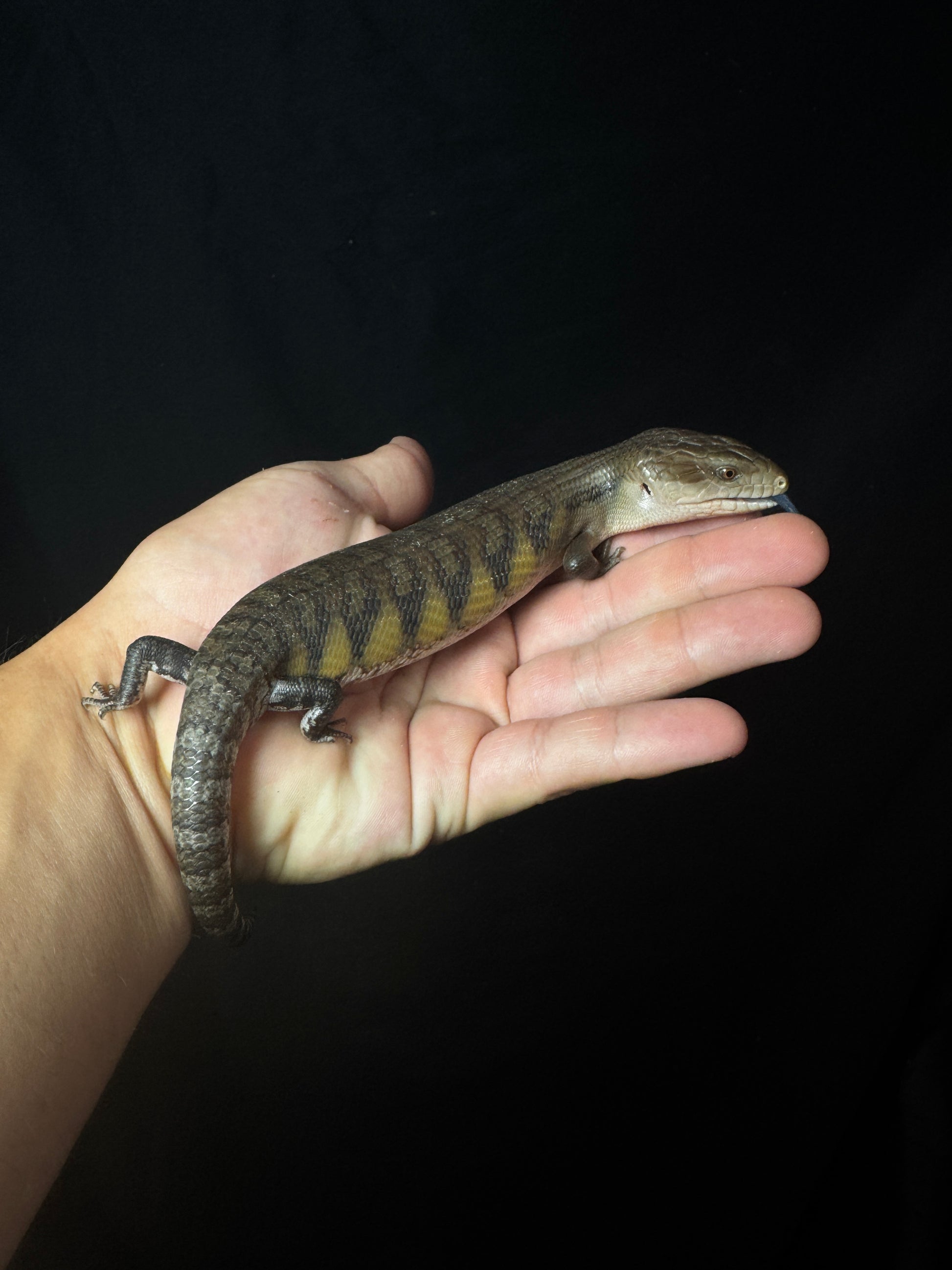Medium Northern Blue Tongue Skink