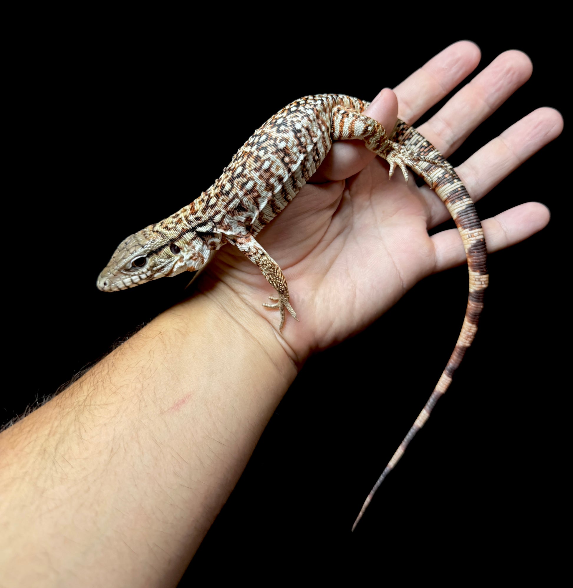 USACB Red Tegu