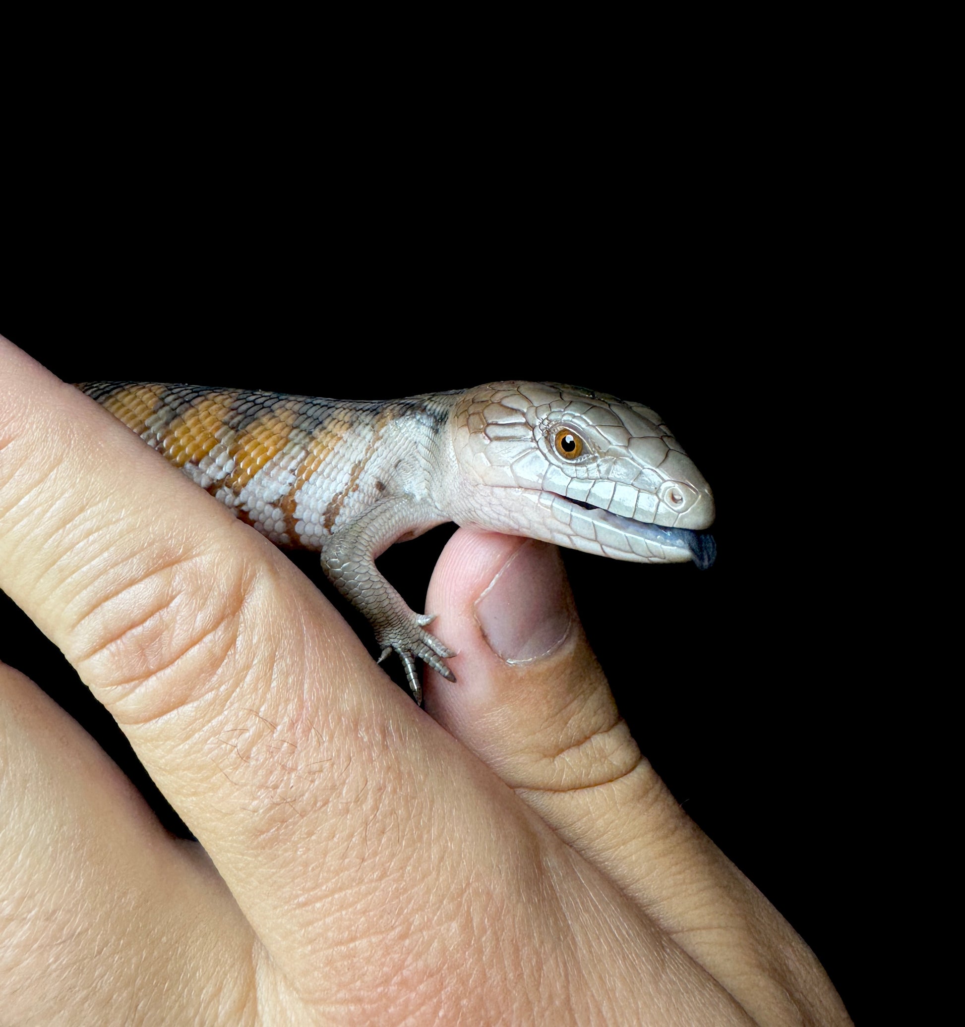 #5 USACB Northern Blue Tongue Skink