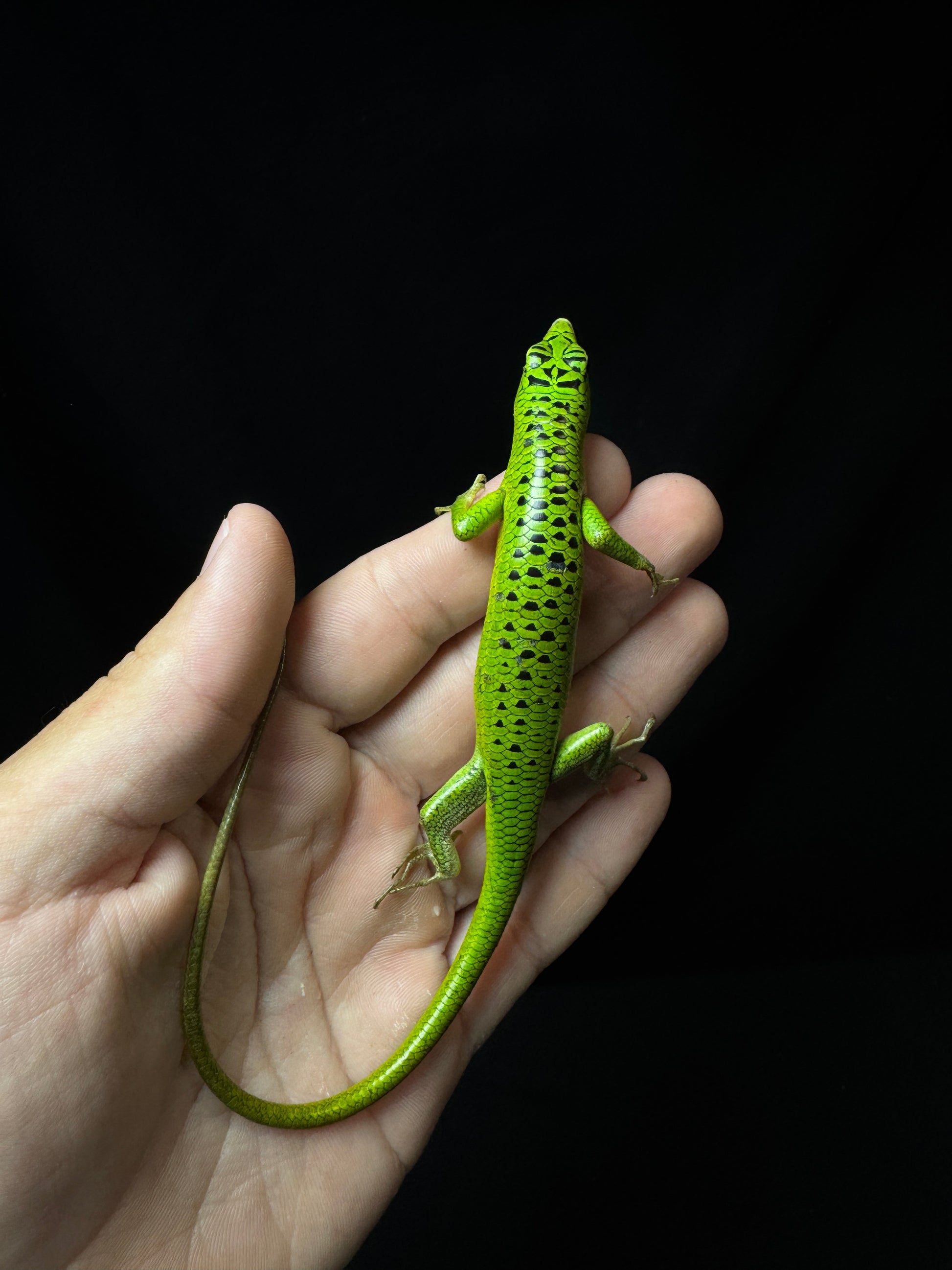 #10 Male Baby Black Spotted Emerald Tree Skink