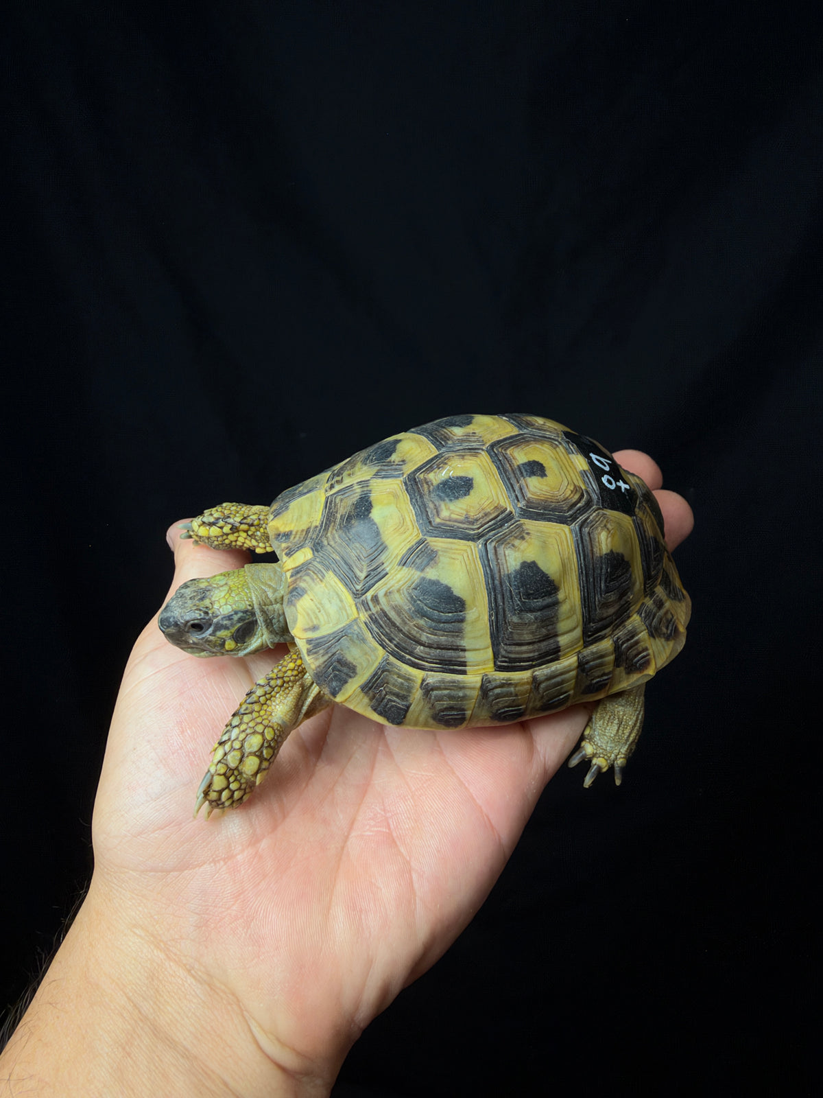 #9 Female Hermann’s Tortoise