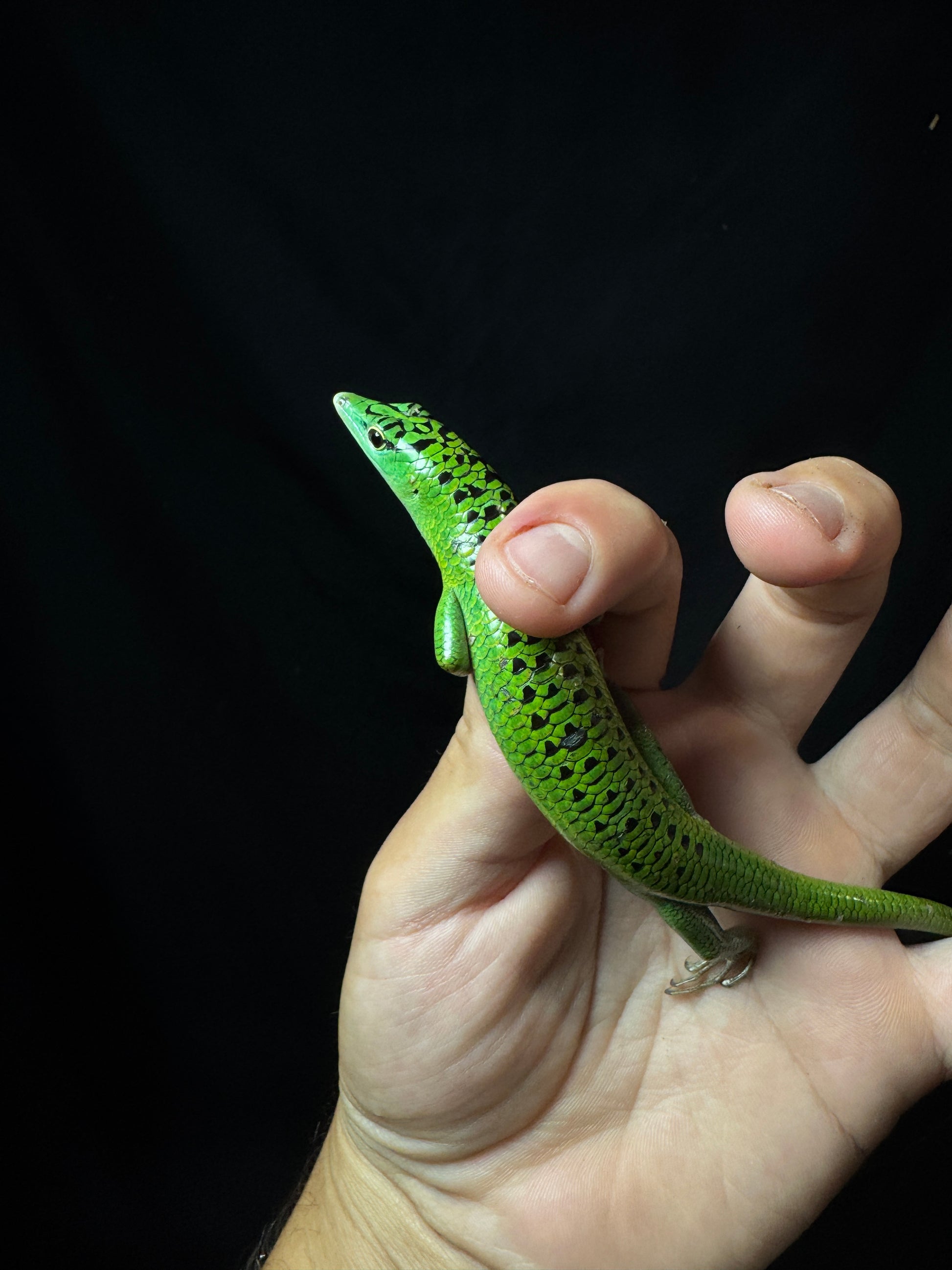 (Last one) #18 Female Black Spotted Emerald Tree Skink.