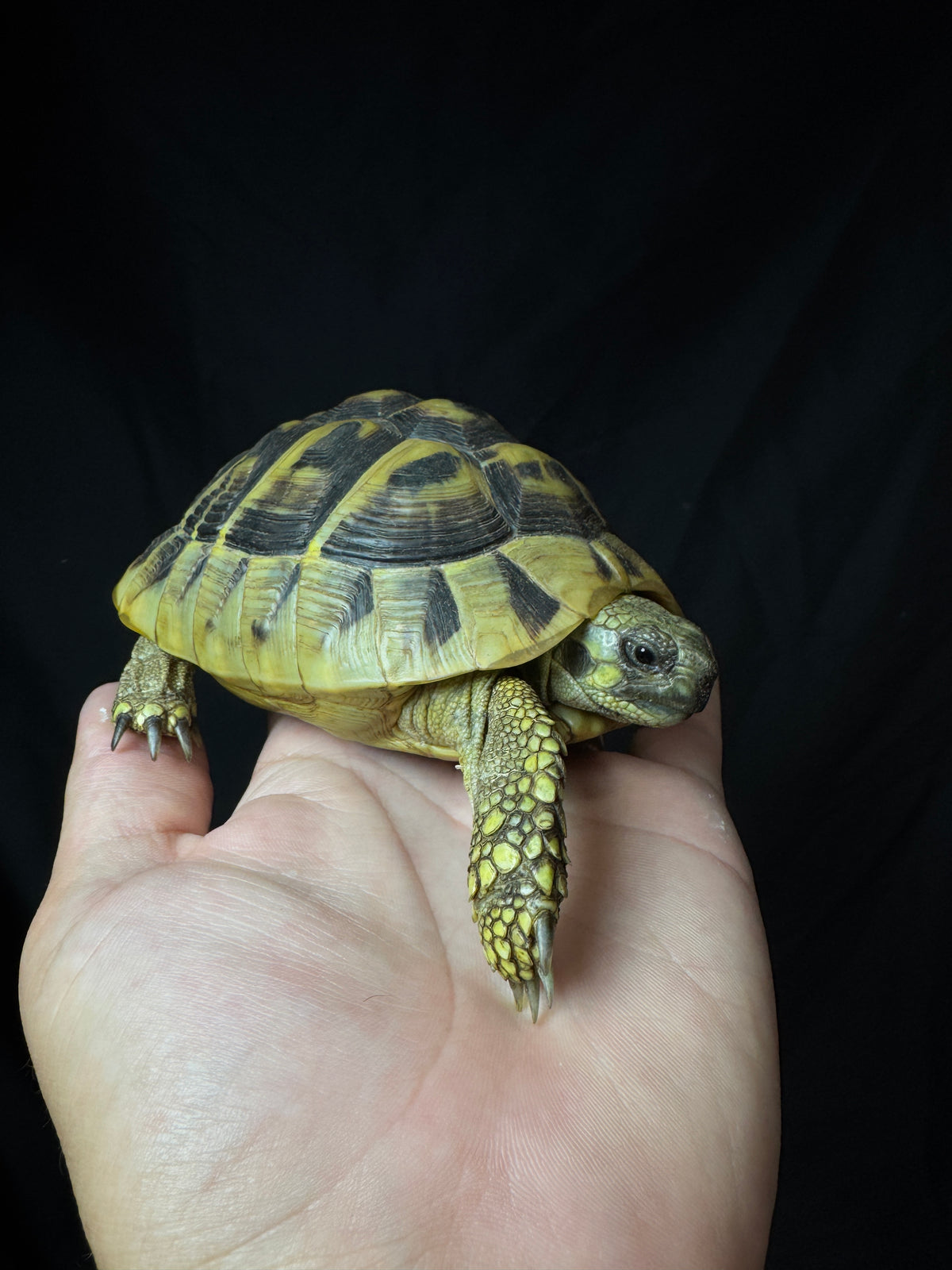 #2 USACB Female Hermann’s Tortoise