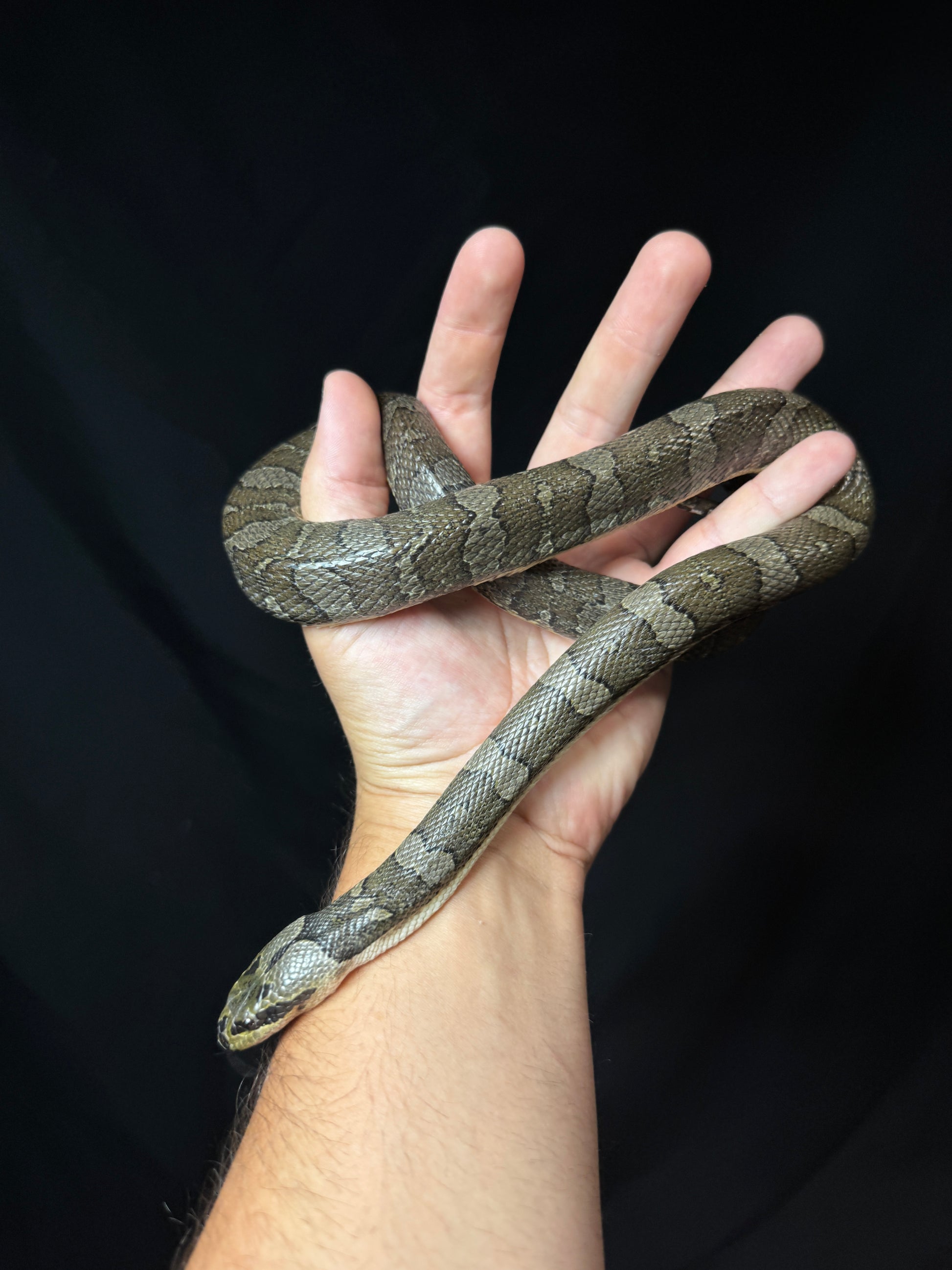 #1 Puff Faced Swamp Snake