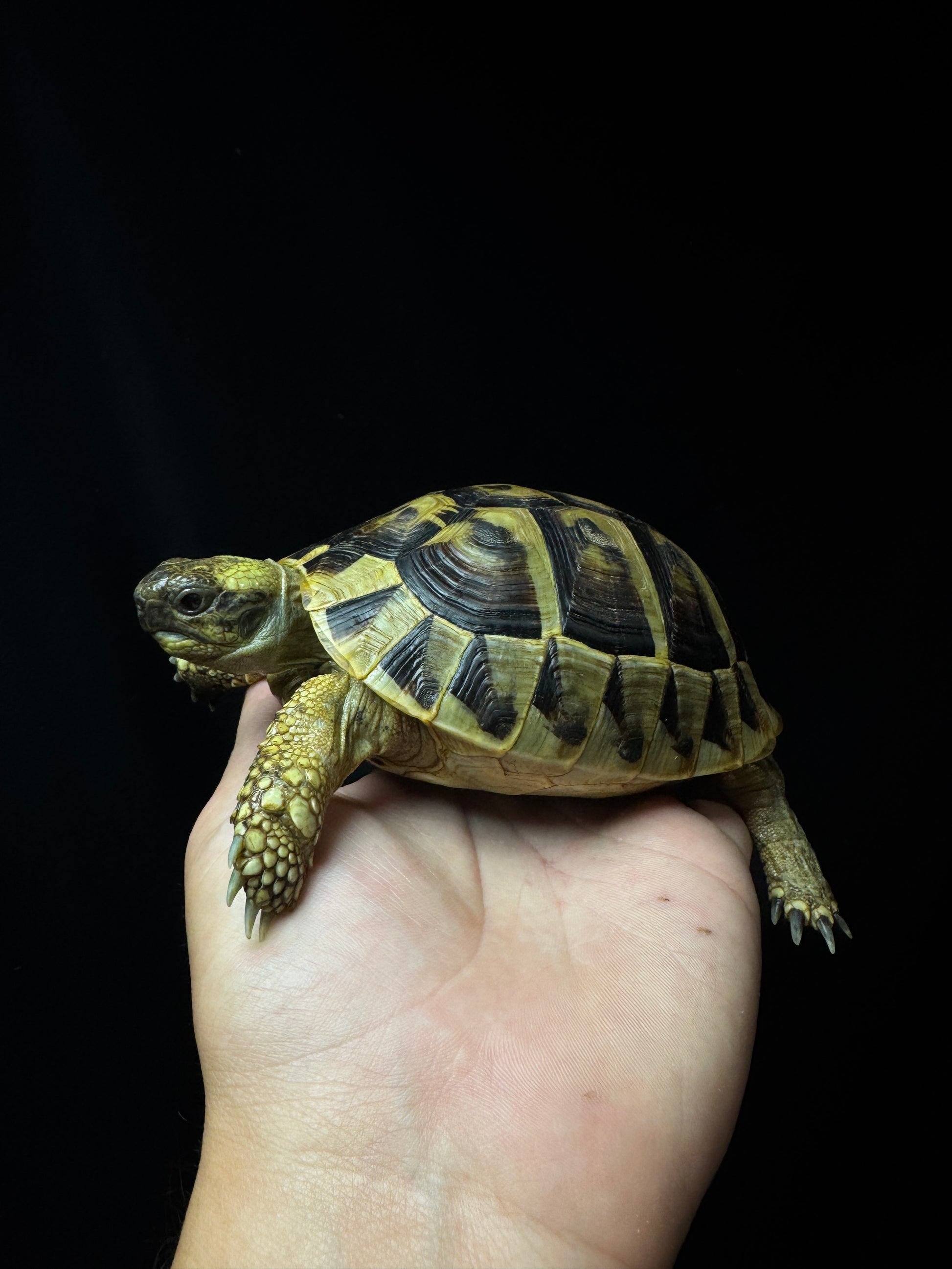 #20 Female USACB Hermann’s Tortoise