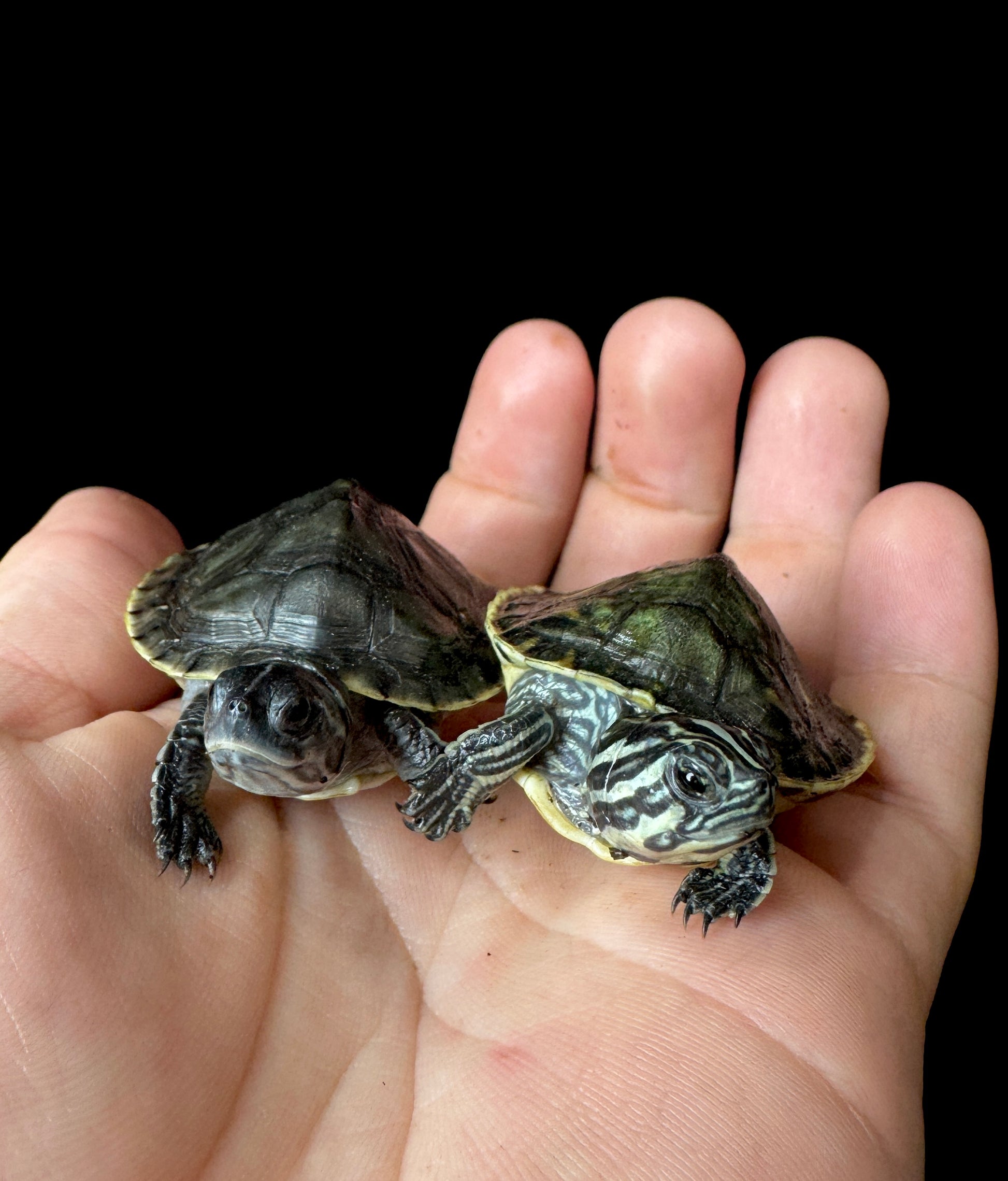 Baby Charcoal Peninsula cooter!