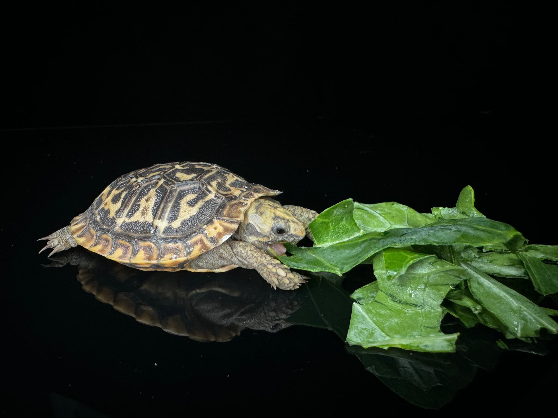 USA CB Pancake Tortoise