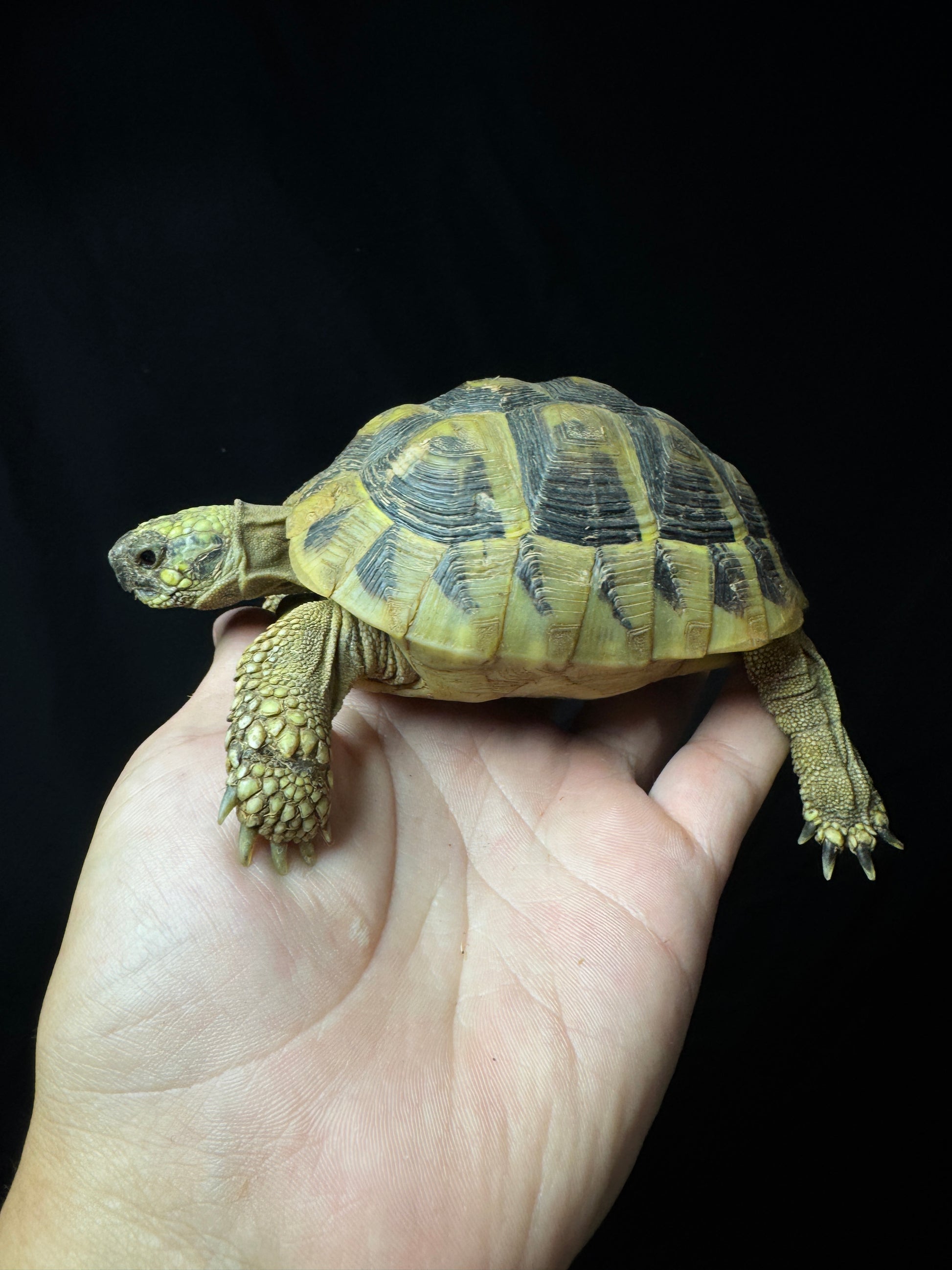 #23 USACB Small Female Hermann’s Tortoise