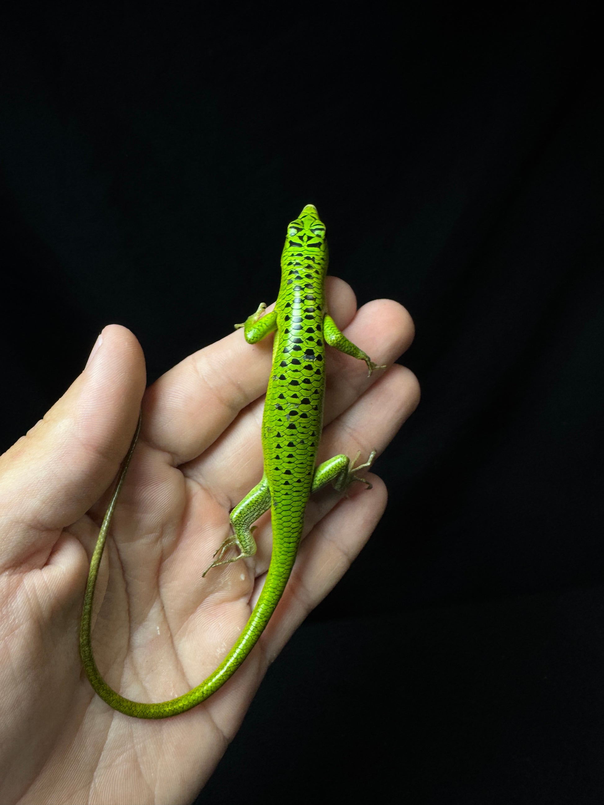#10 Male Baby Black Spotted Emerald Tree Skink