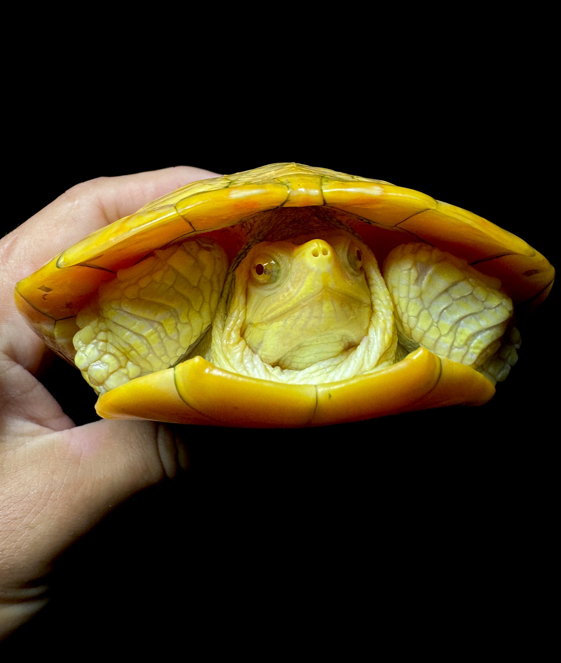 Albino Red-Eared Slider